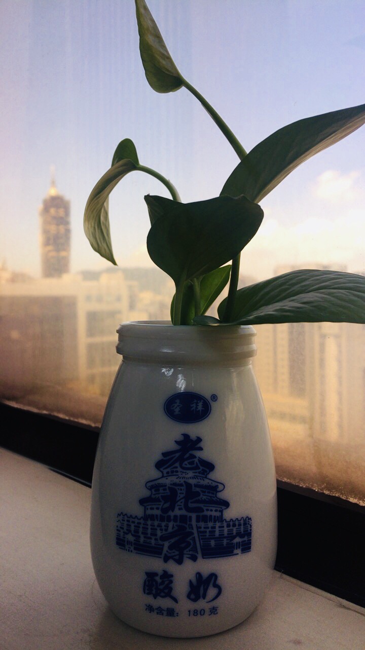 老酸奶,我在办公室种草,记忆中的味道,北京