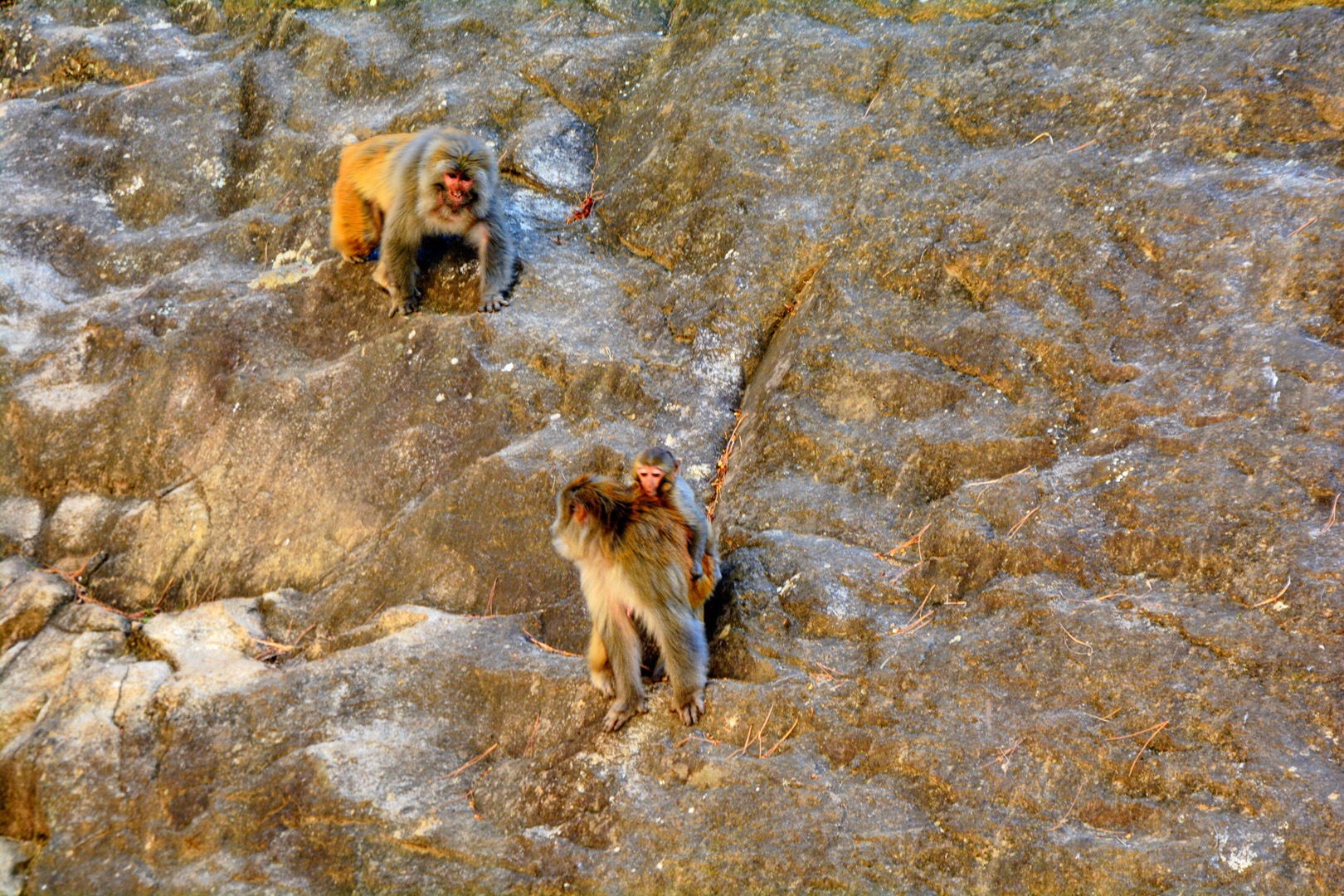 臧酋猴,旅途，在意的是沿途的风景,雅鲁藏布江,一个人的旅行,骑行