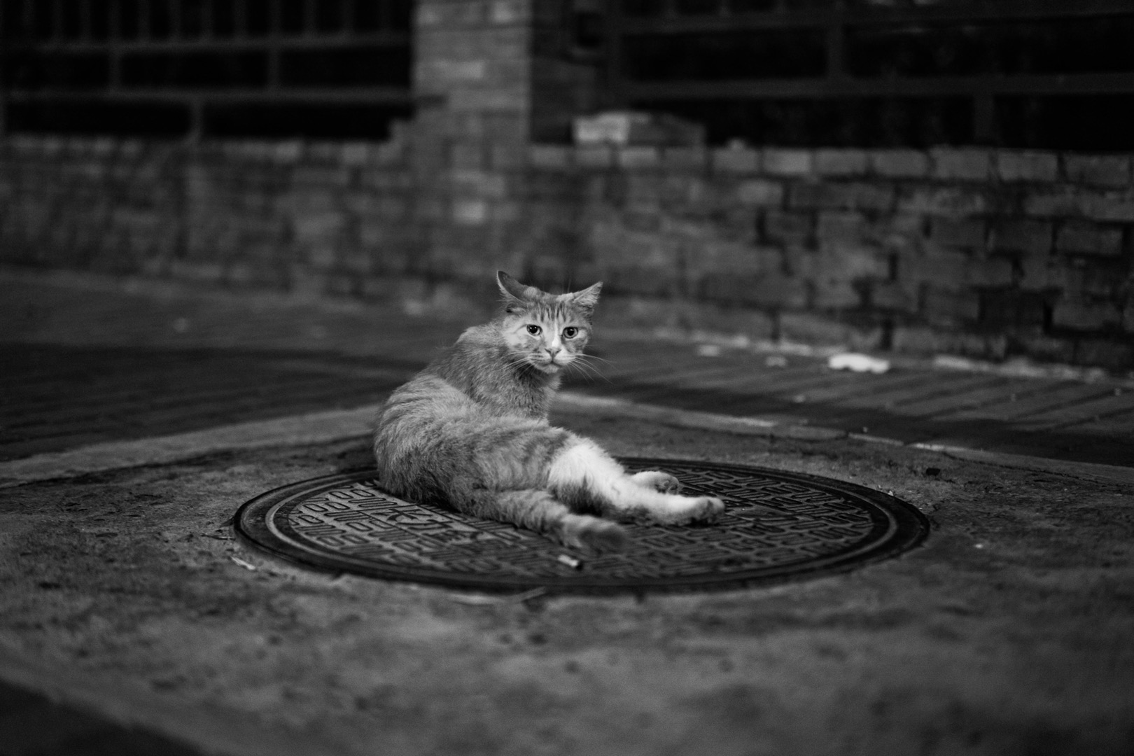 猫的日与夜,扫街,黑白,摄影