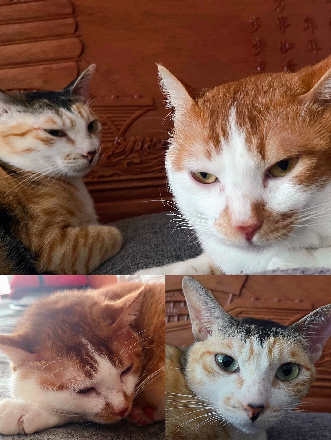 橘猫,三花猫,猫