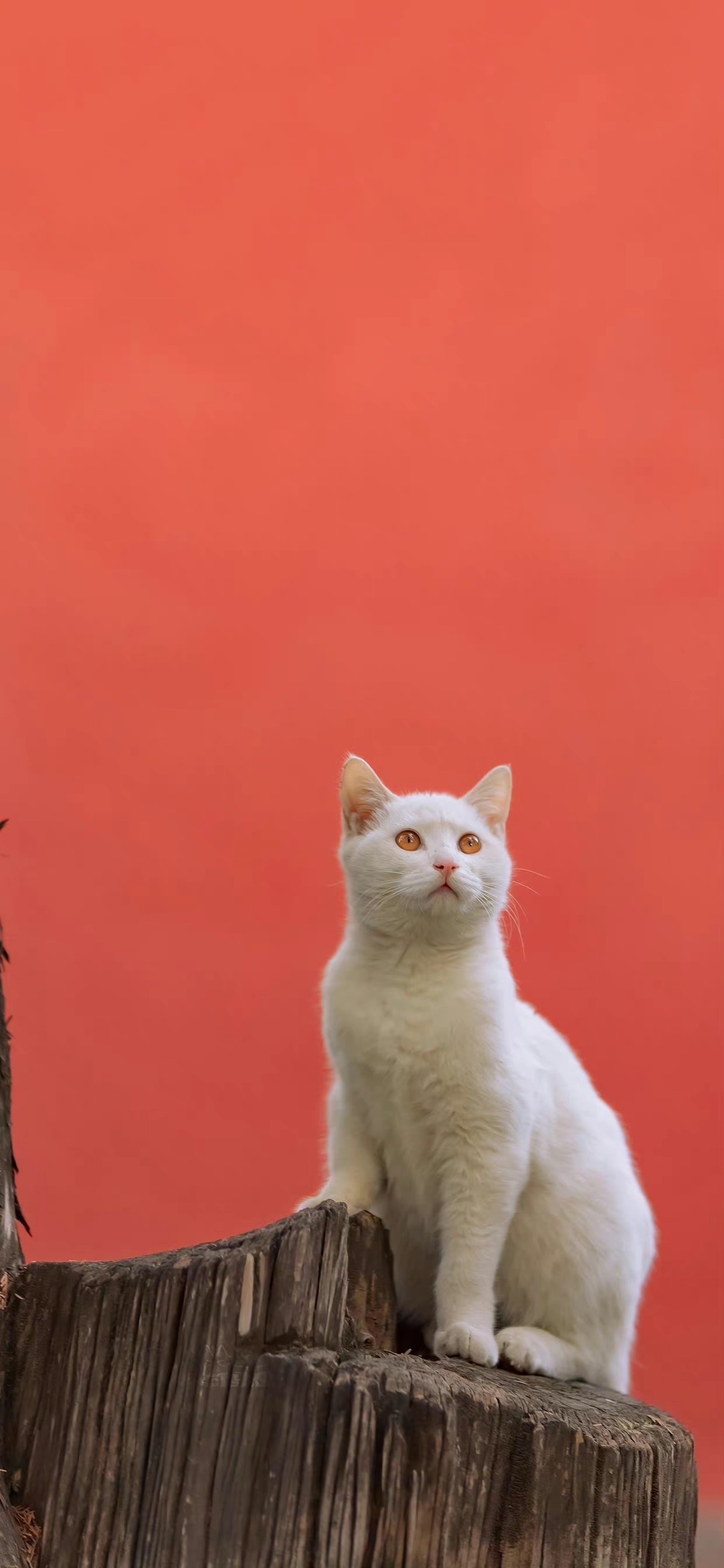 💜图出自喵呜不停,💛红墙白猫,💙今日份可爱,♥️图片分享,人间清醒