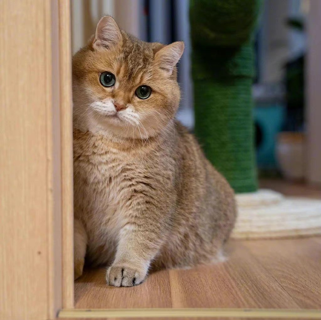 🐈慵懒的小猫咪,💙今日份可爱,🍃图出自网络收藏,♥️图片分享,人间清醒