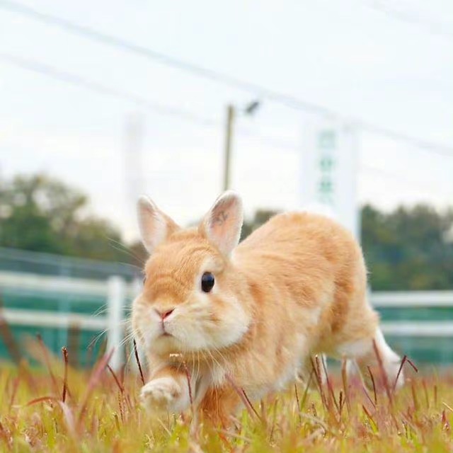 🐰可爱兔,💙今日份可爱,🍃图出自网络收藏,♥️图片分享,人间清醒