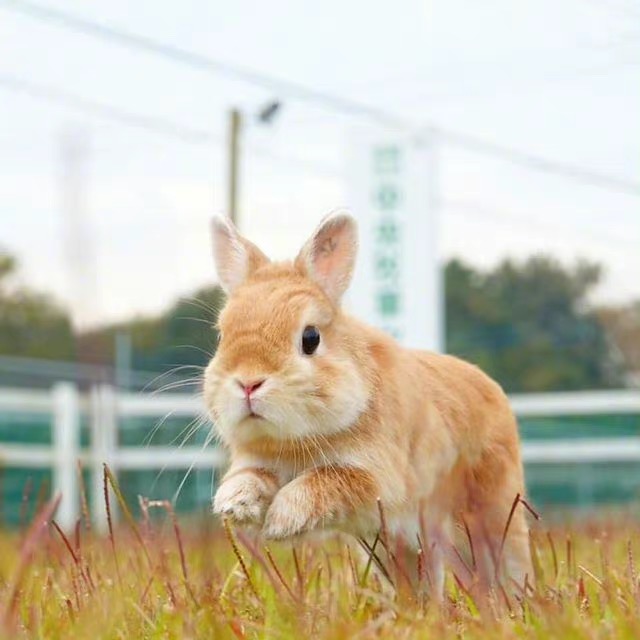 🐰可爱兔,💙今日份可爱,🍃图出自网络收藏,♥️图片分享,人间清醒