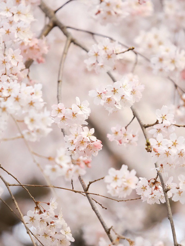 加油，丫头🌸,樱花树下,增加生活幸福感的n种方式,春夏秋冬,樱花