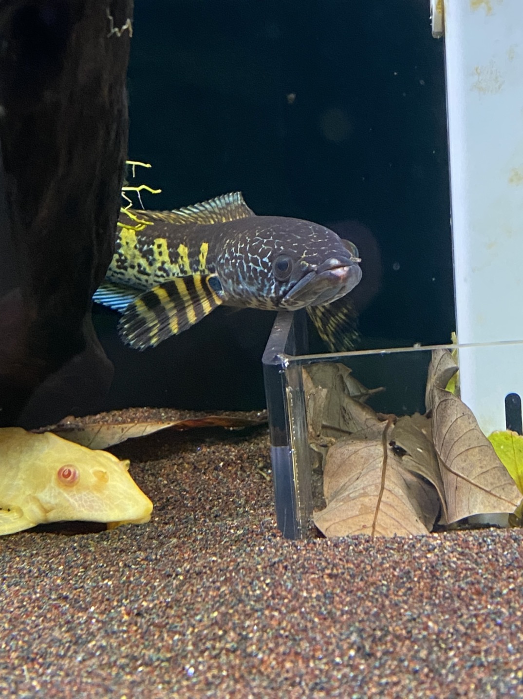 鱼缸里的大自然,黄金眼镜蛇雷龙,鱼