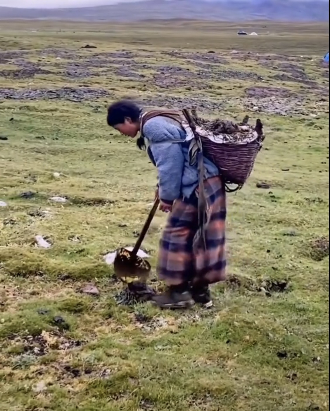 青藏高原捡牛粪,迷路的塞班～😄