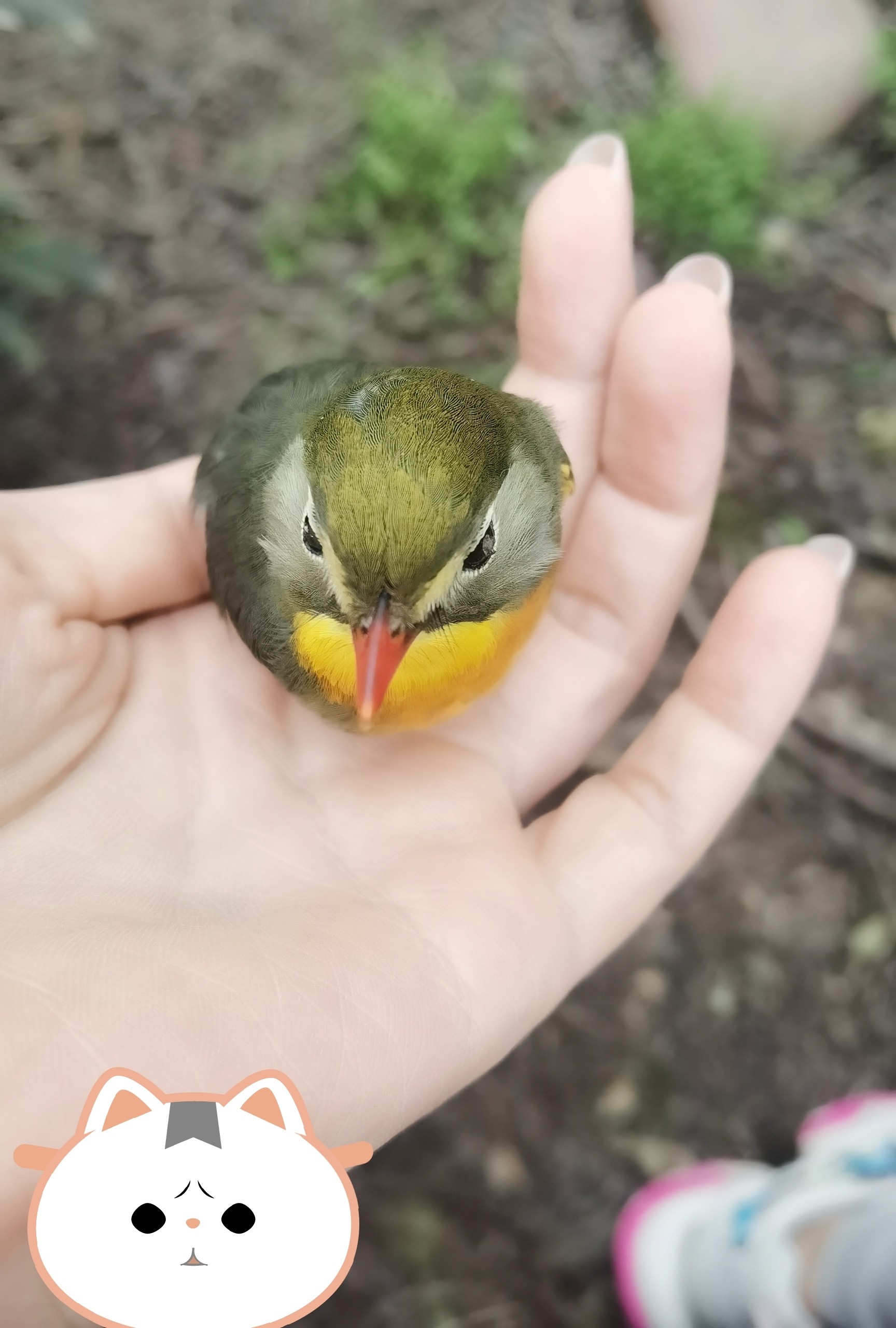 图片附件