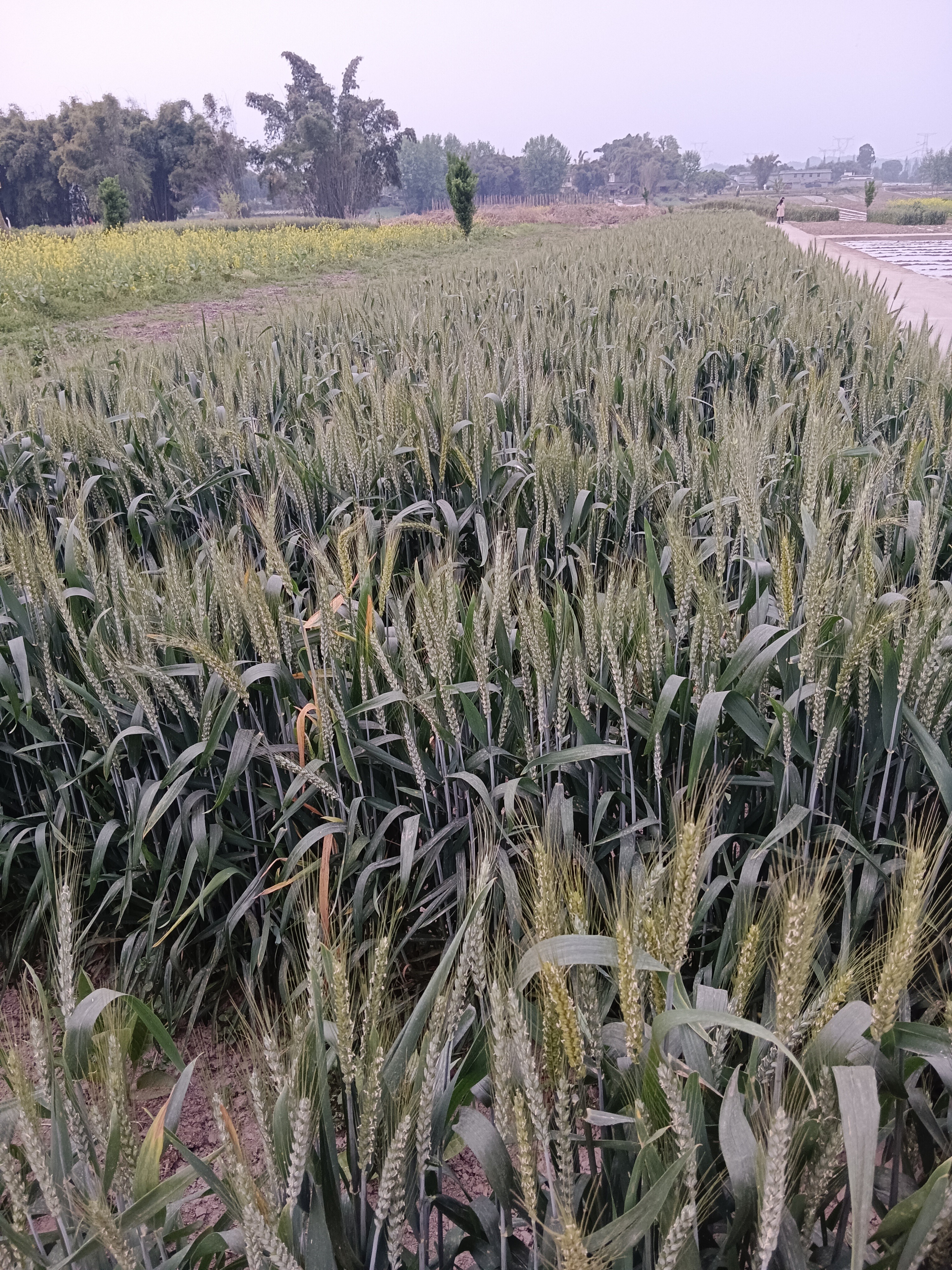 图片附件