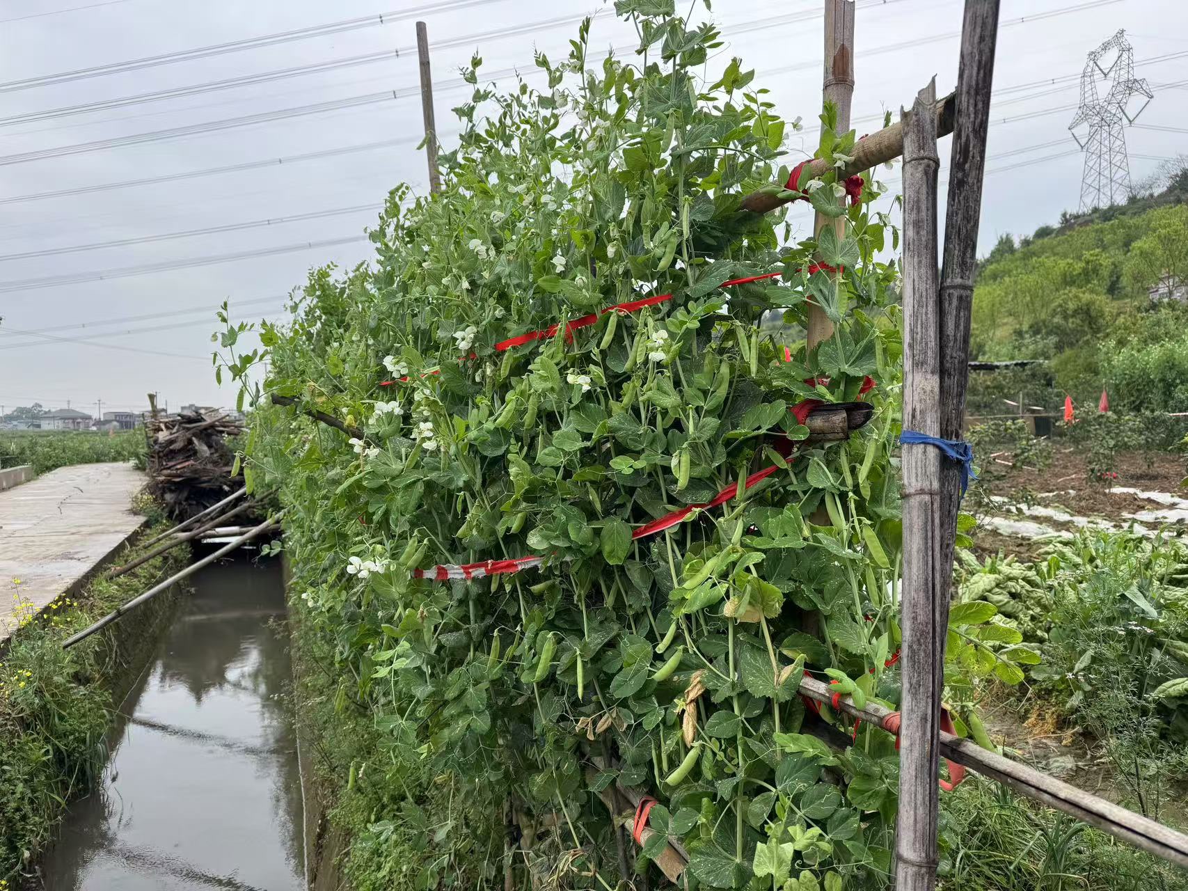图片附件