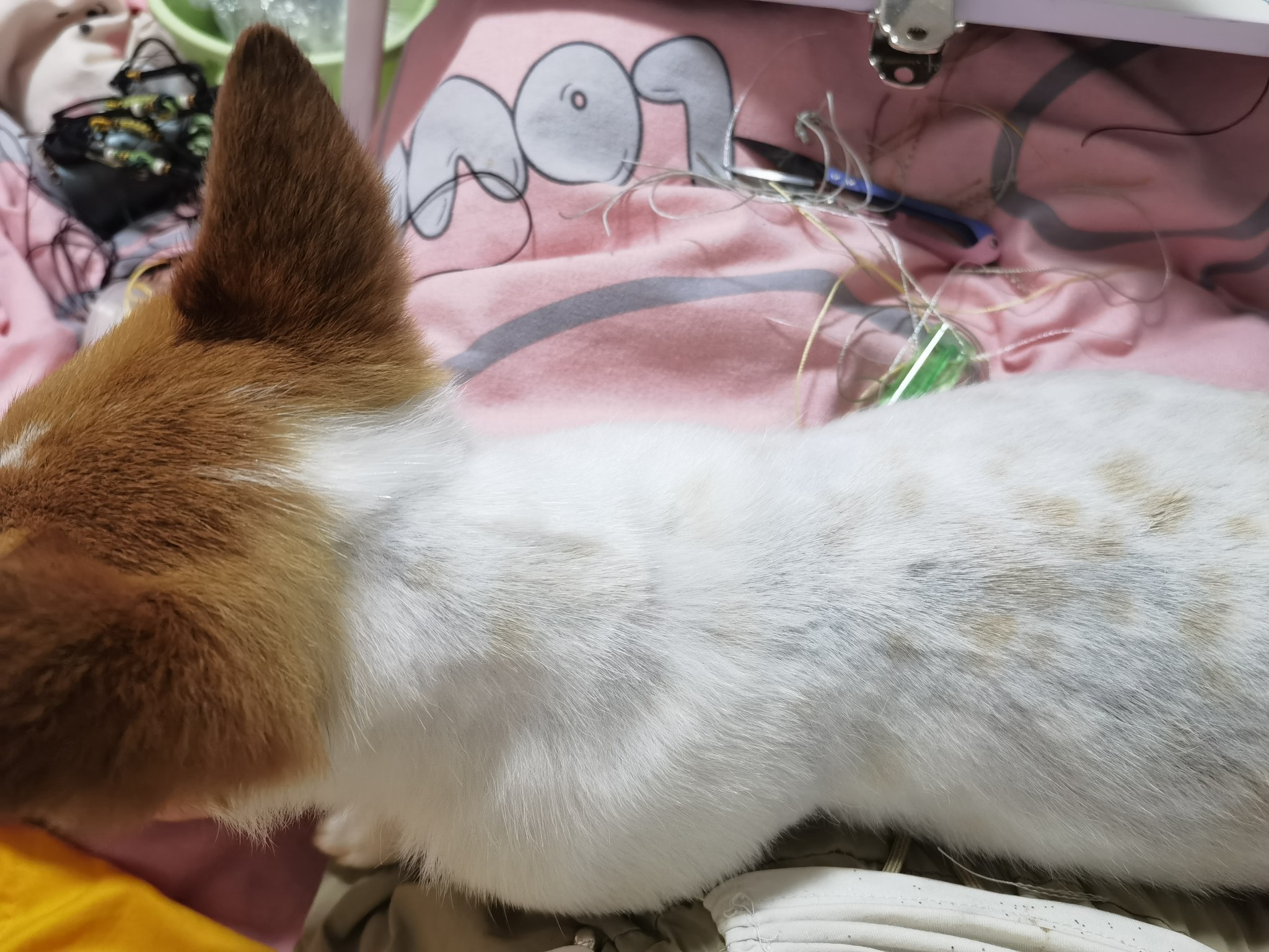 图片附件