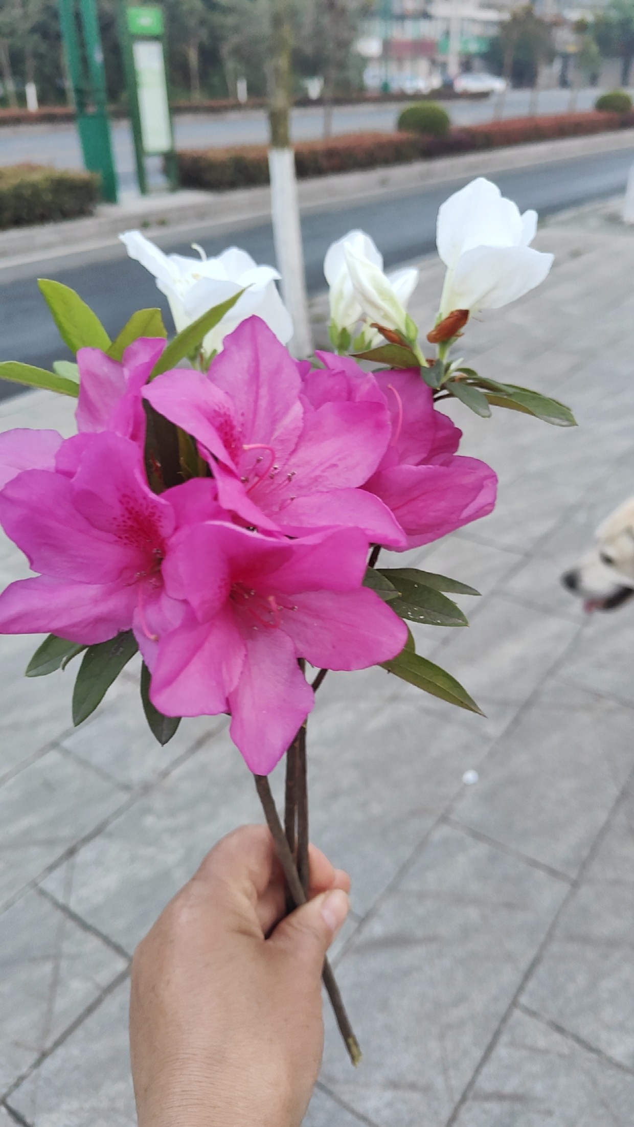 图片附件