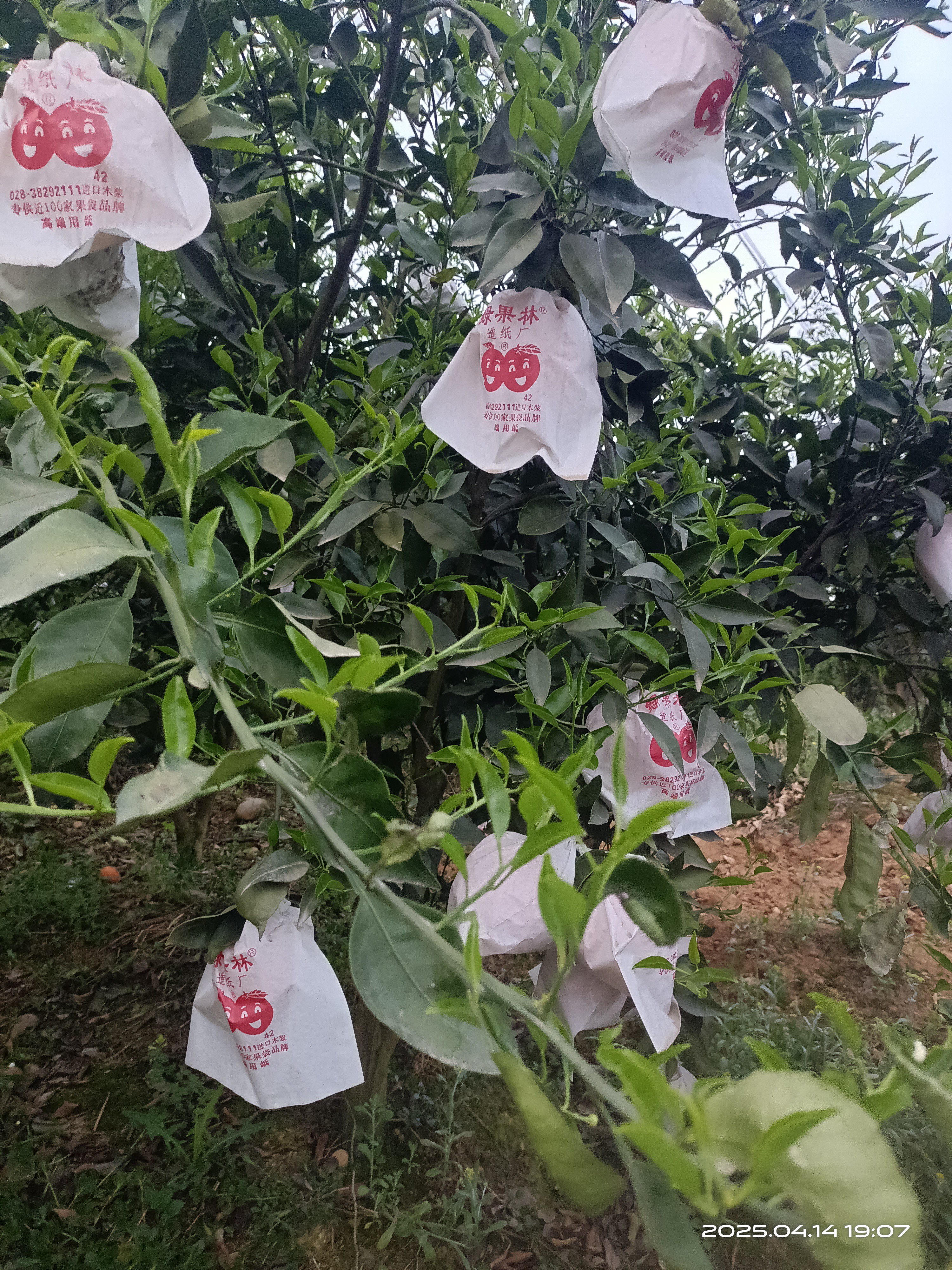 图片附件