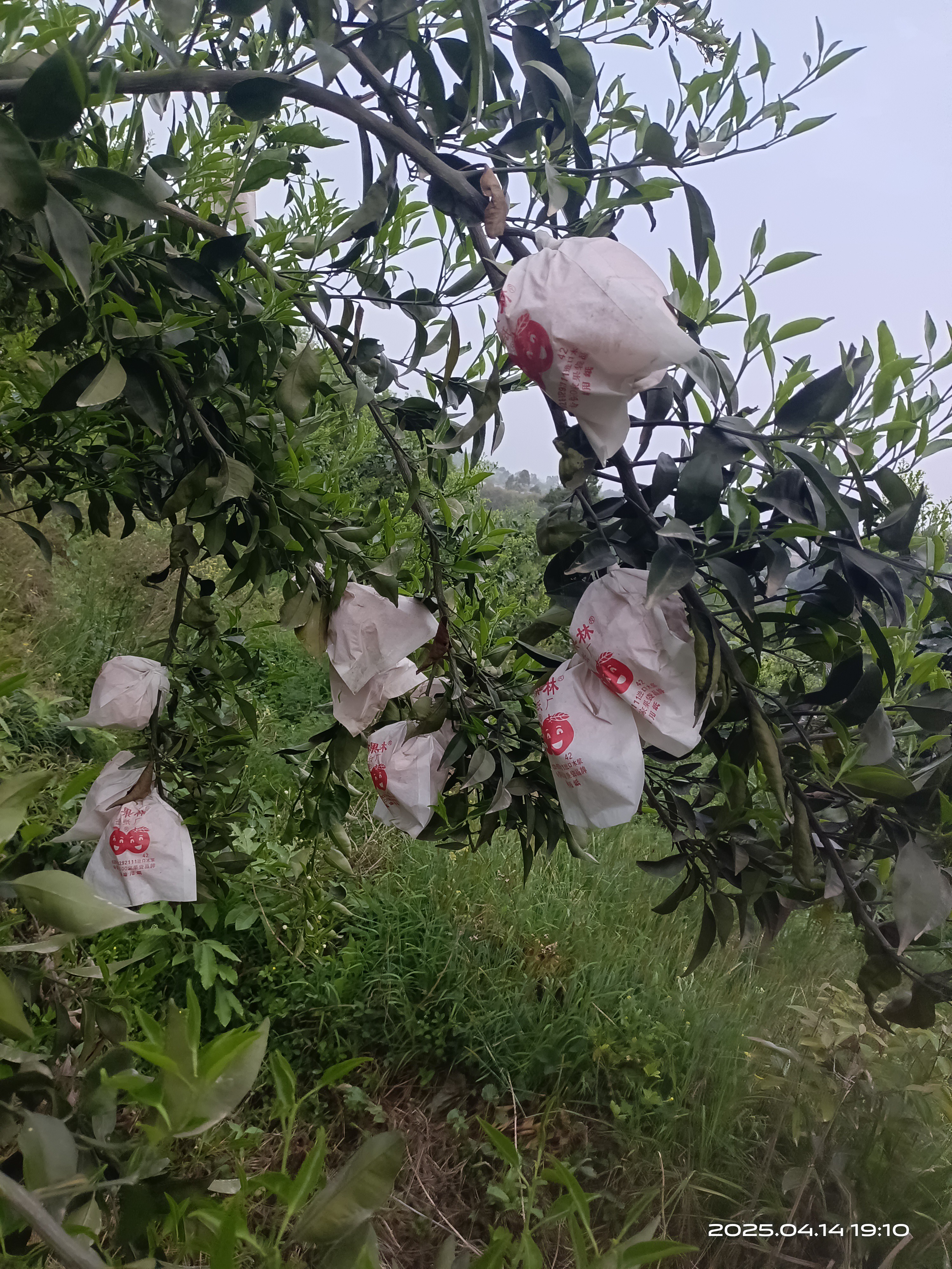 图片附件