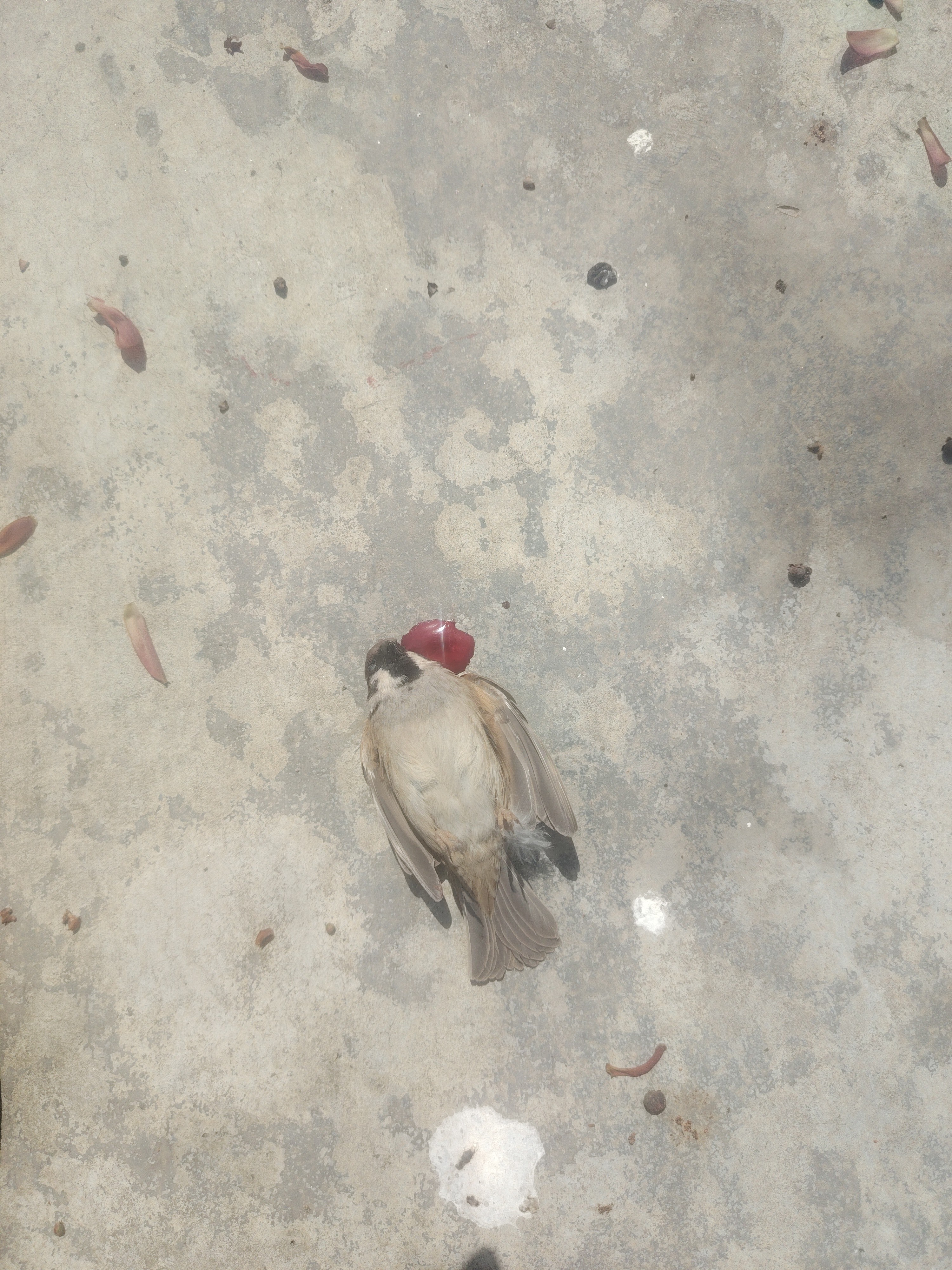 图片附件