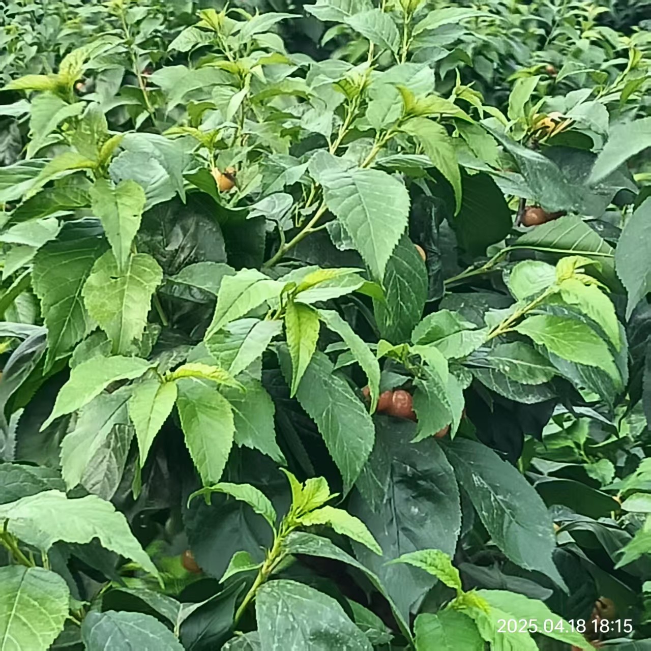 图片附件
