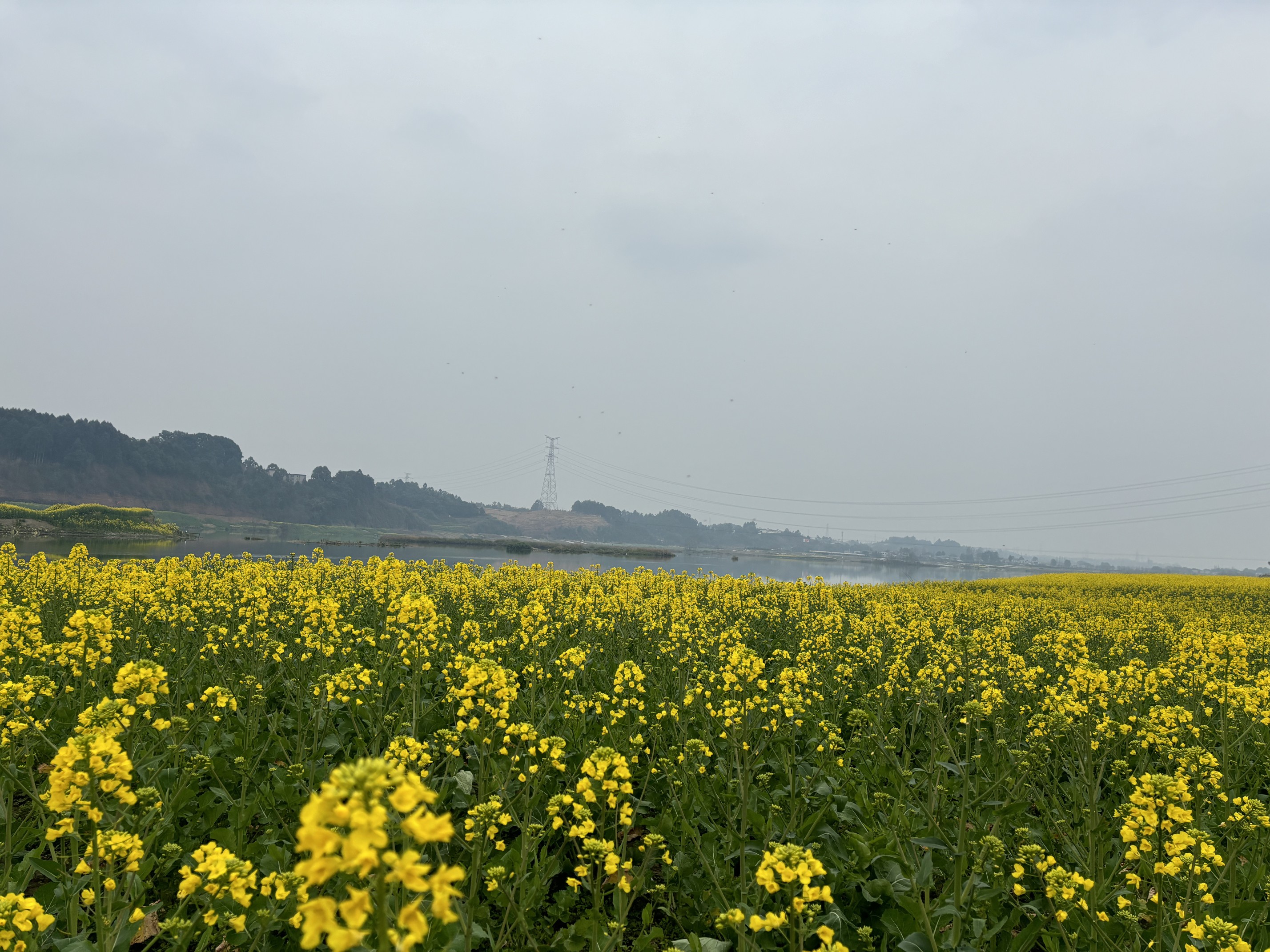 图片附件