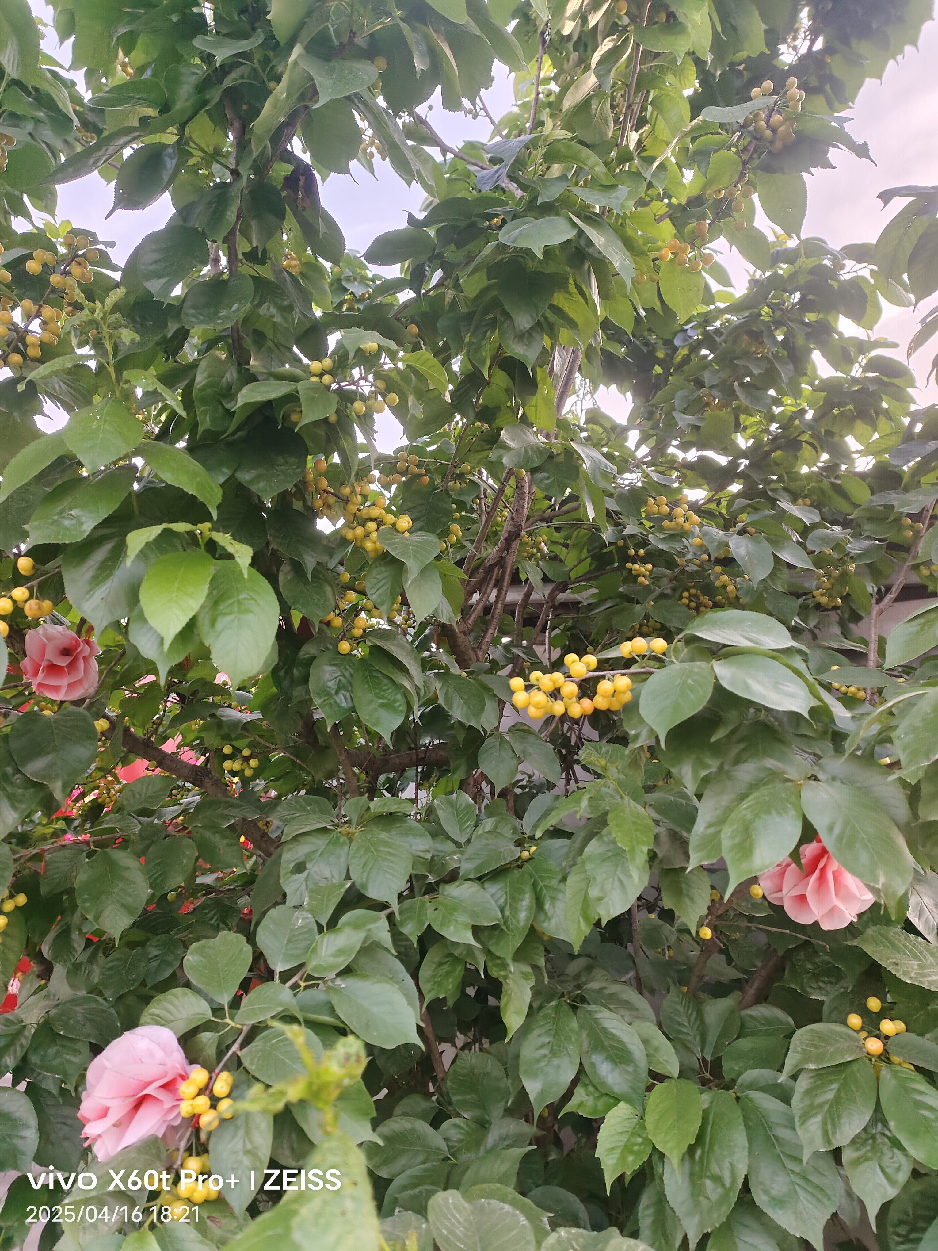 图片附件