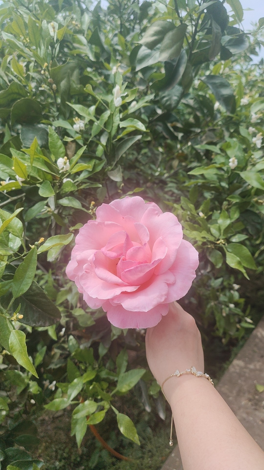 图片附件