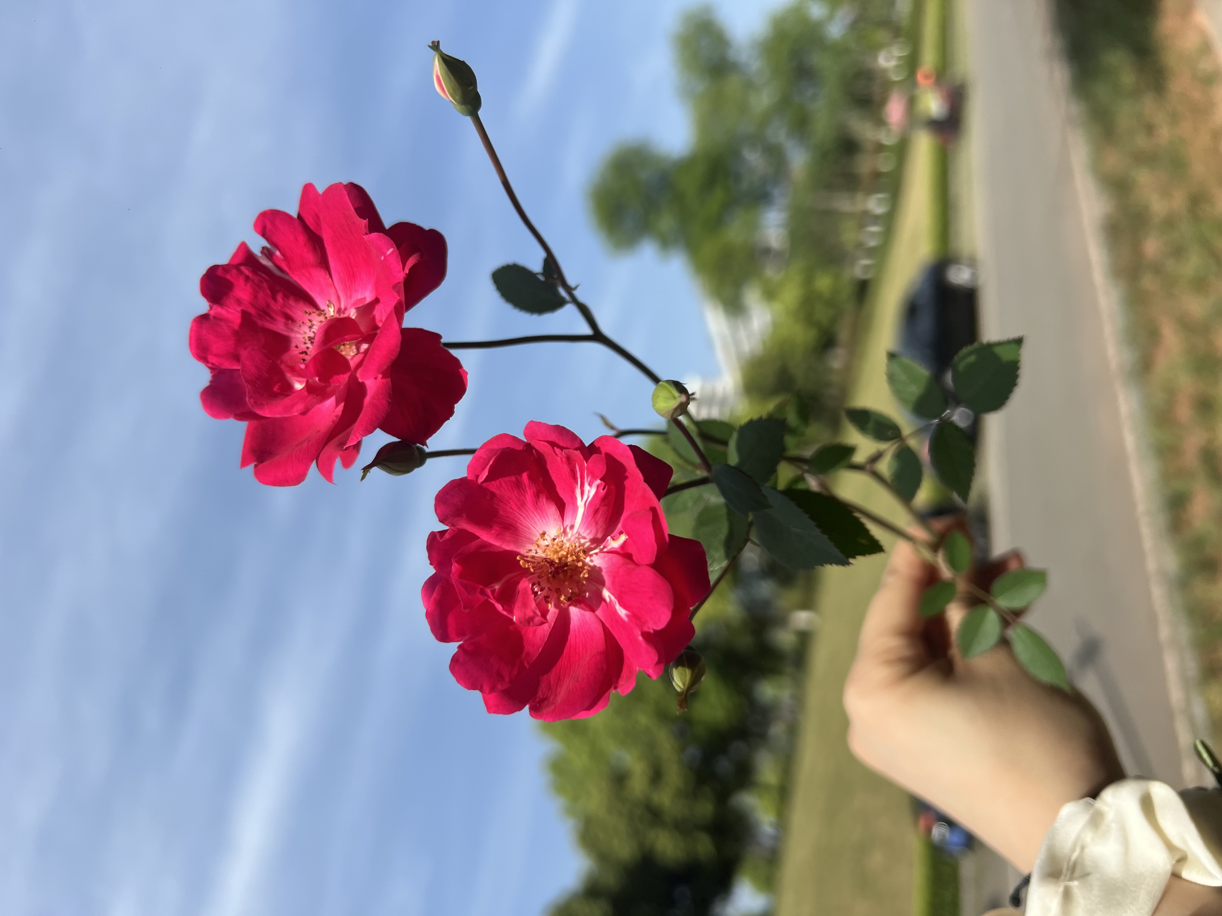 图片附件