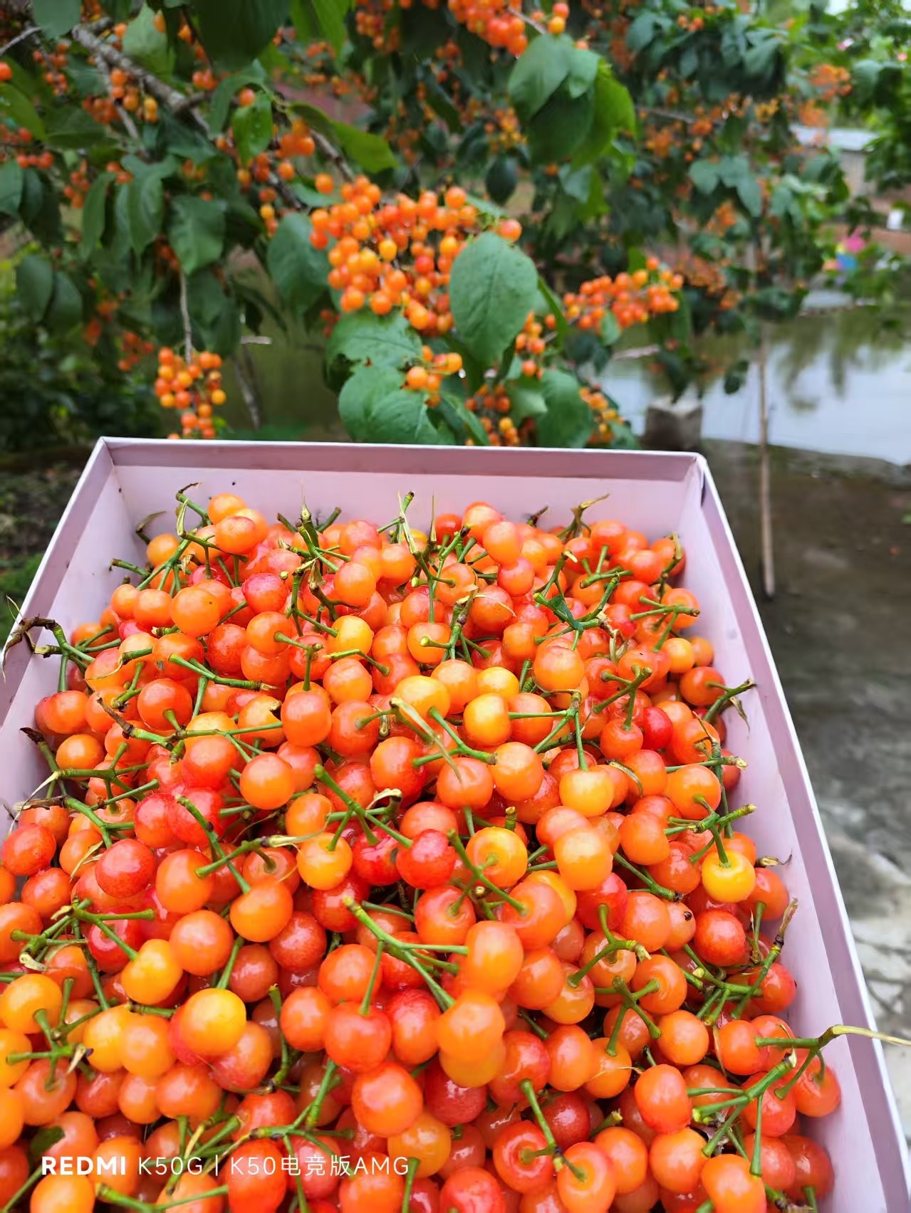 图片附件