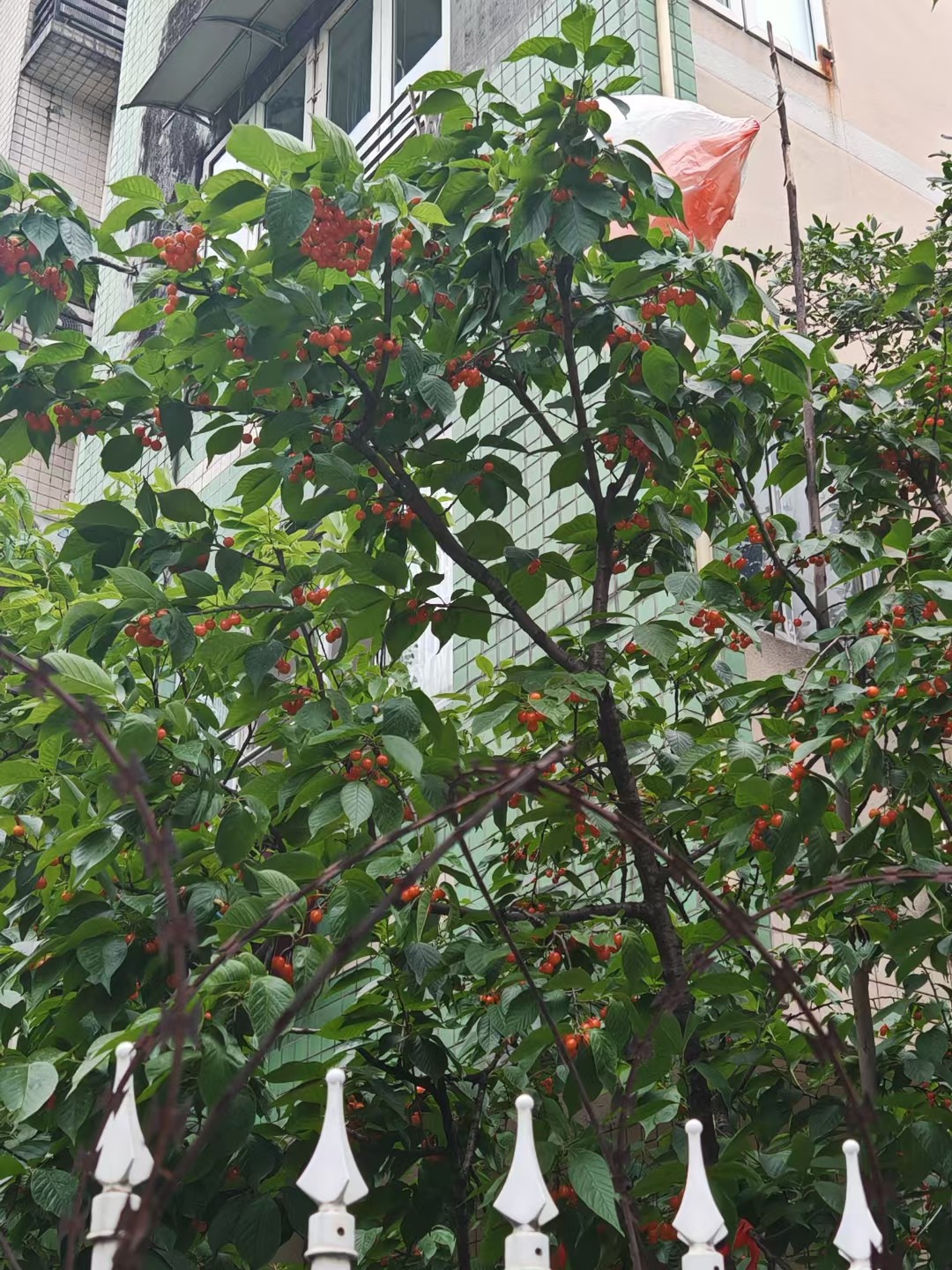 图片附件