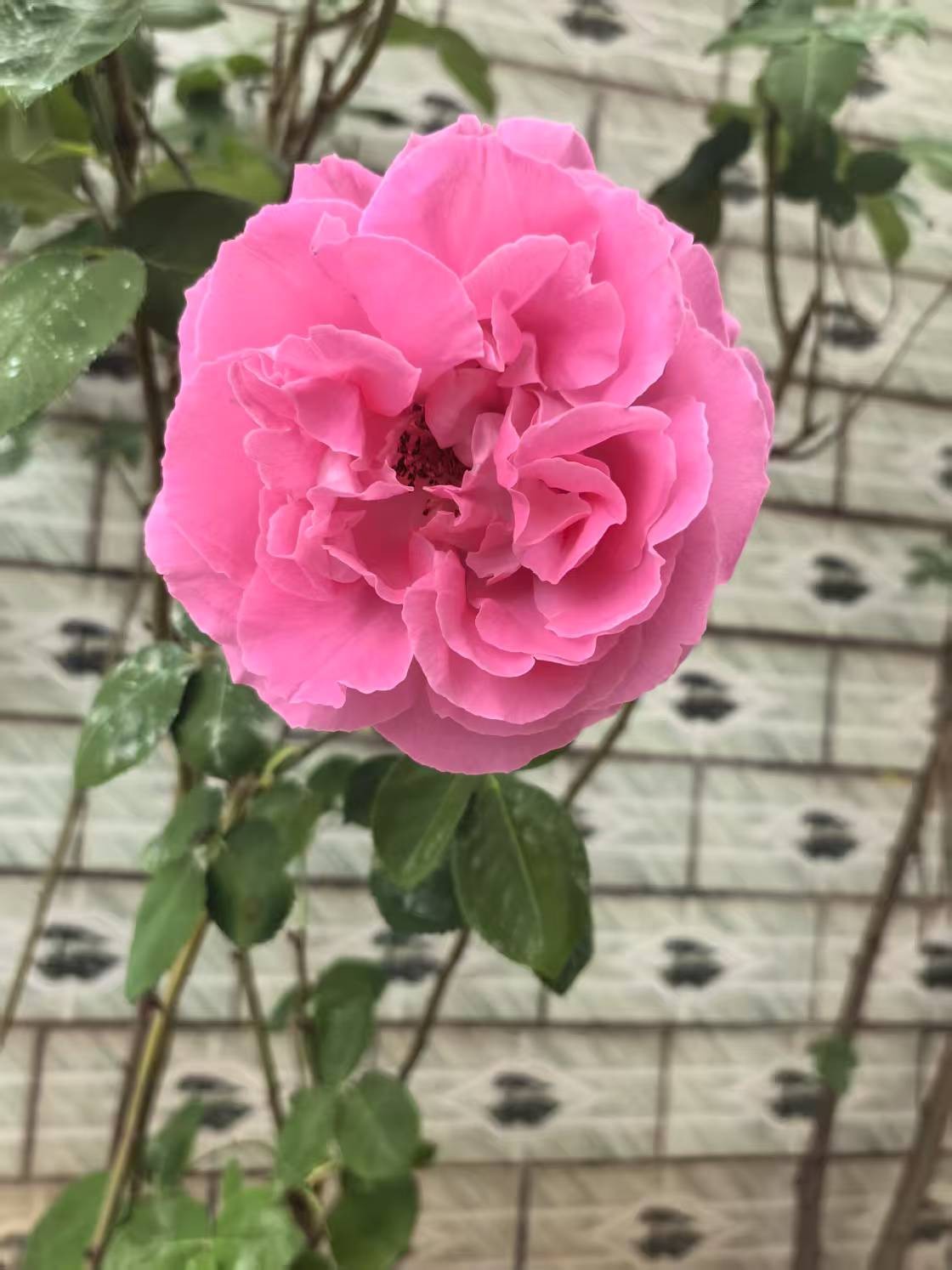 图片附件
