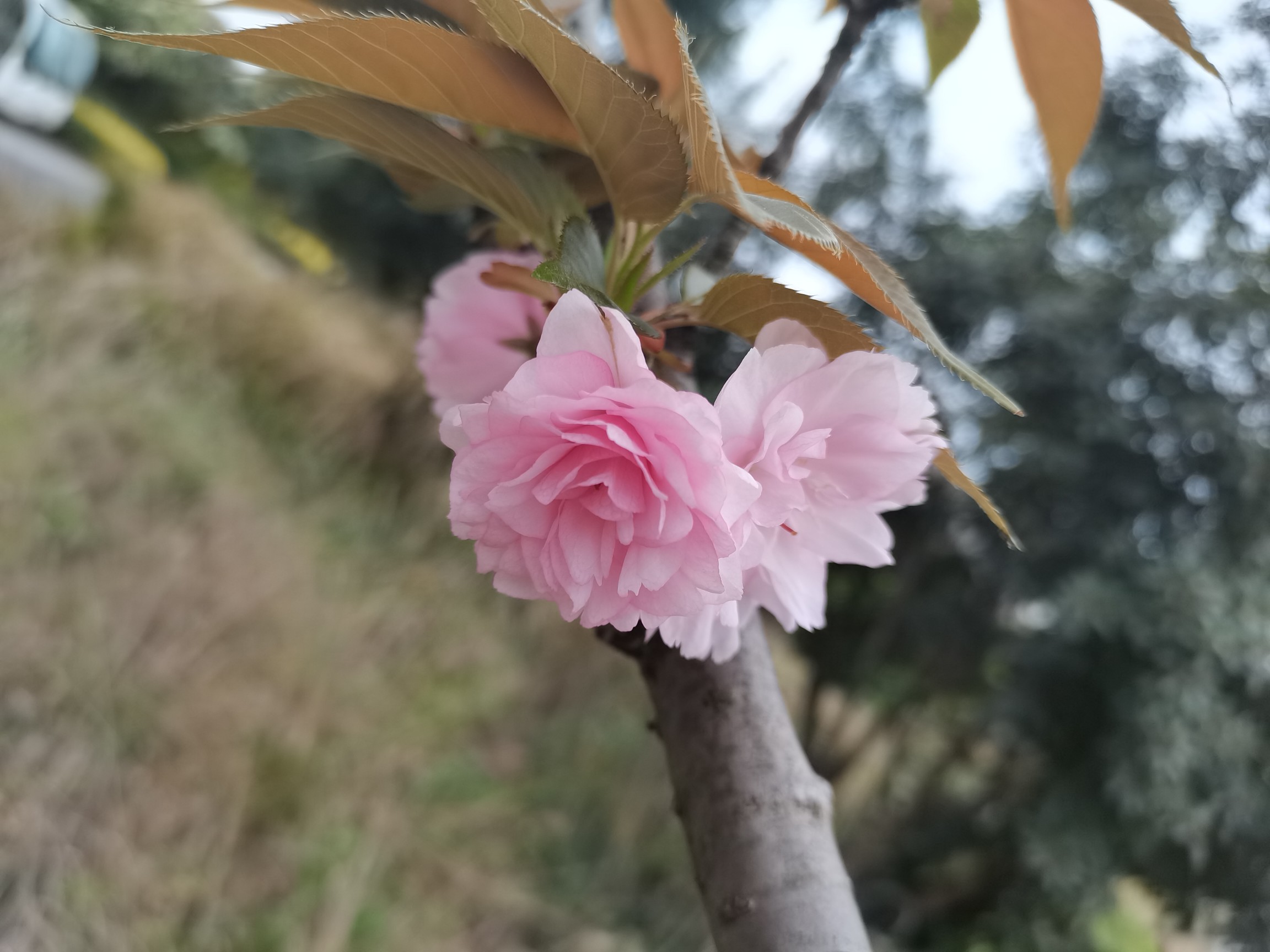 图片附件