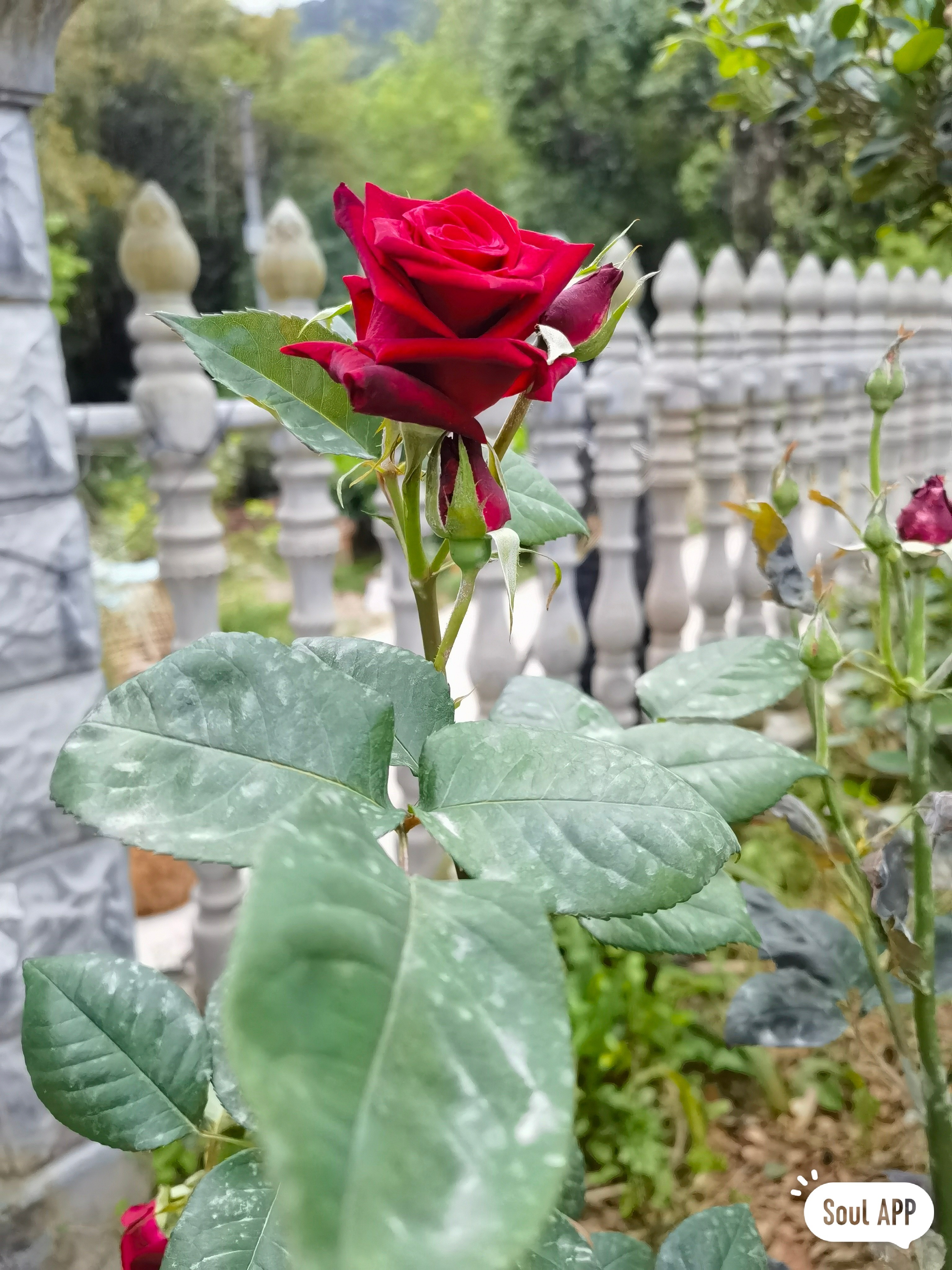 图片附件