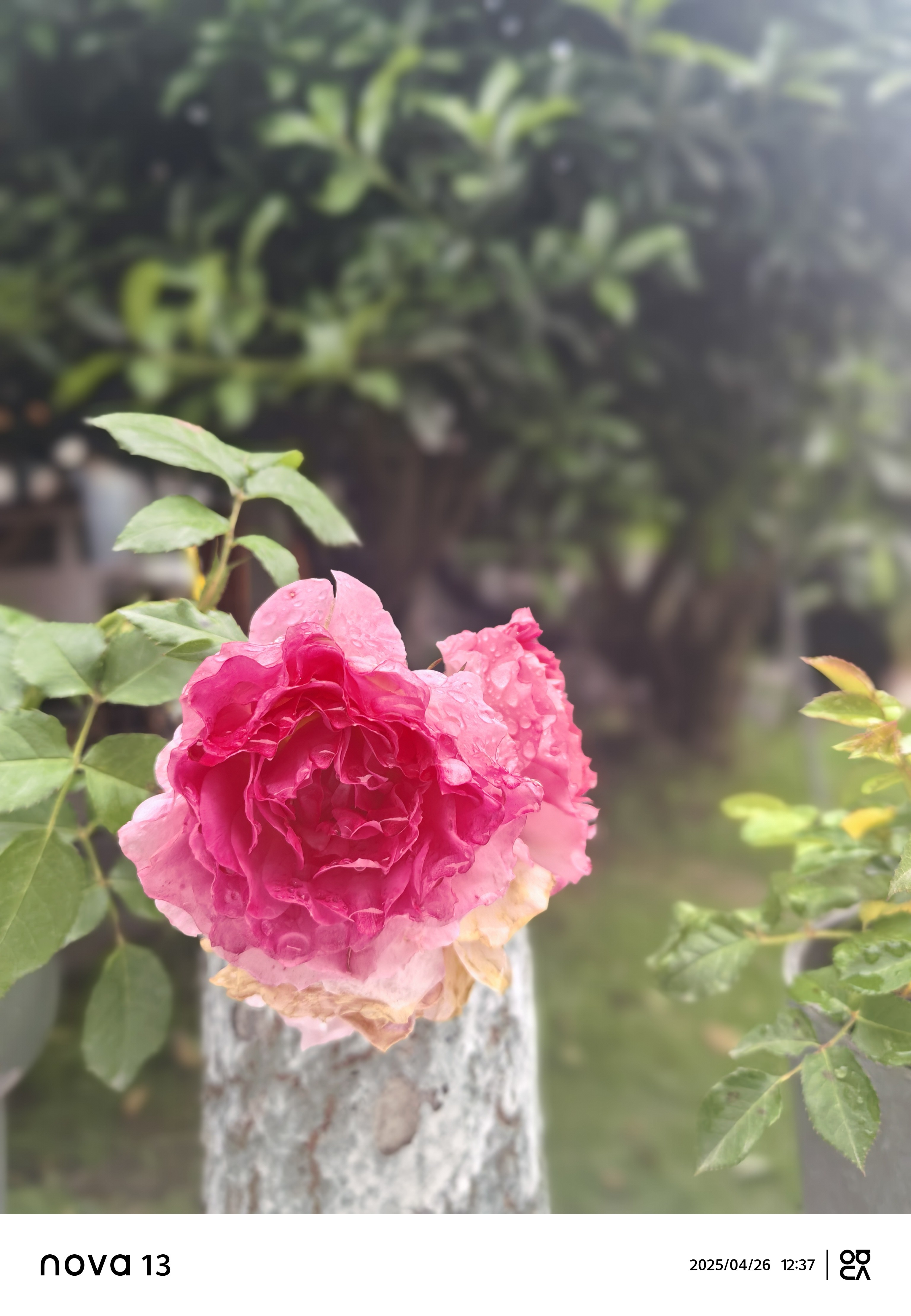 图片附件