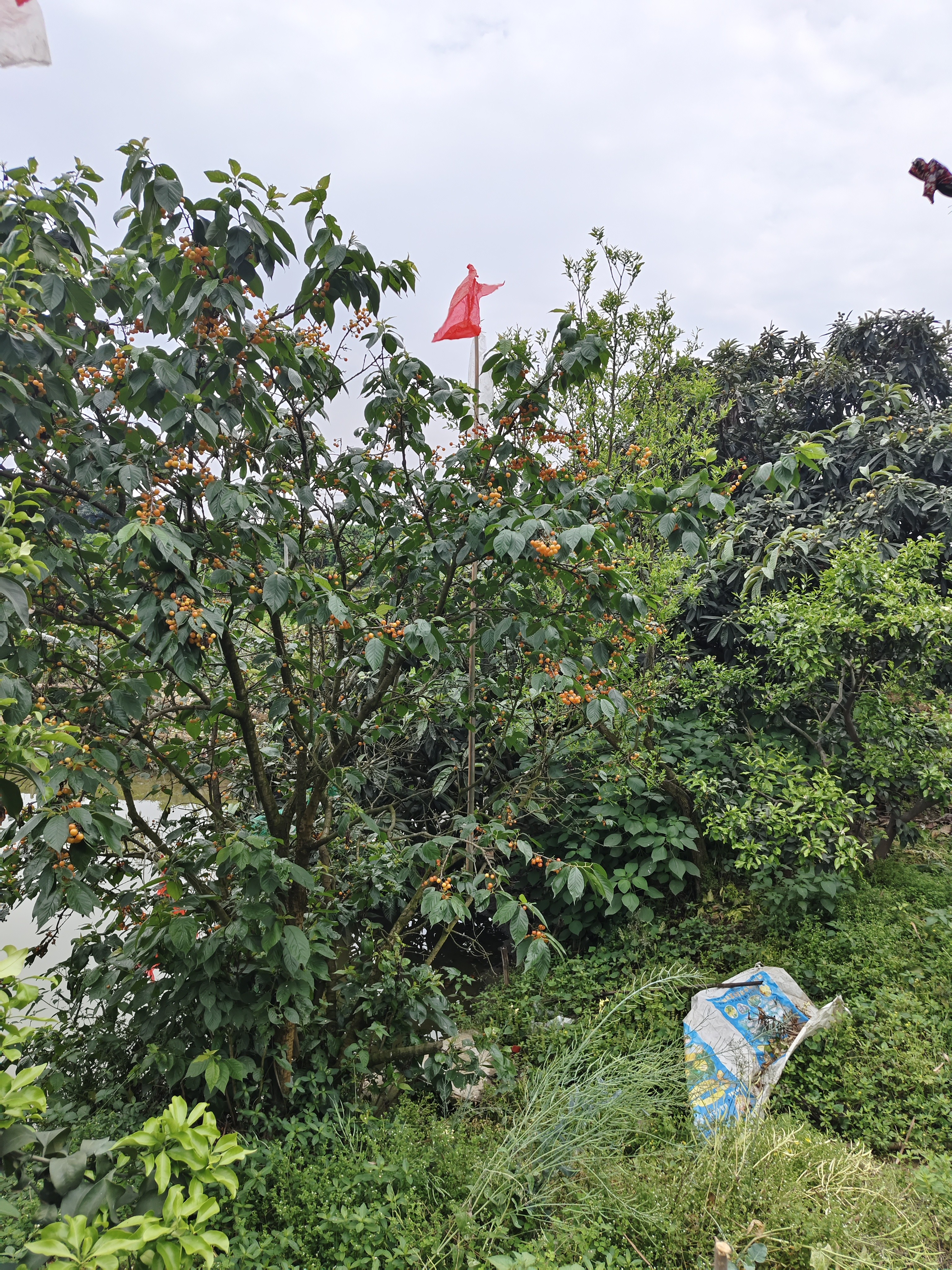 图片附件