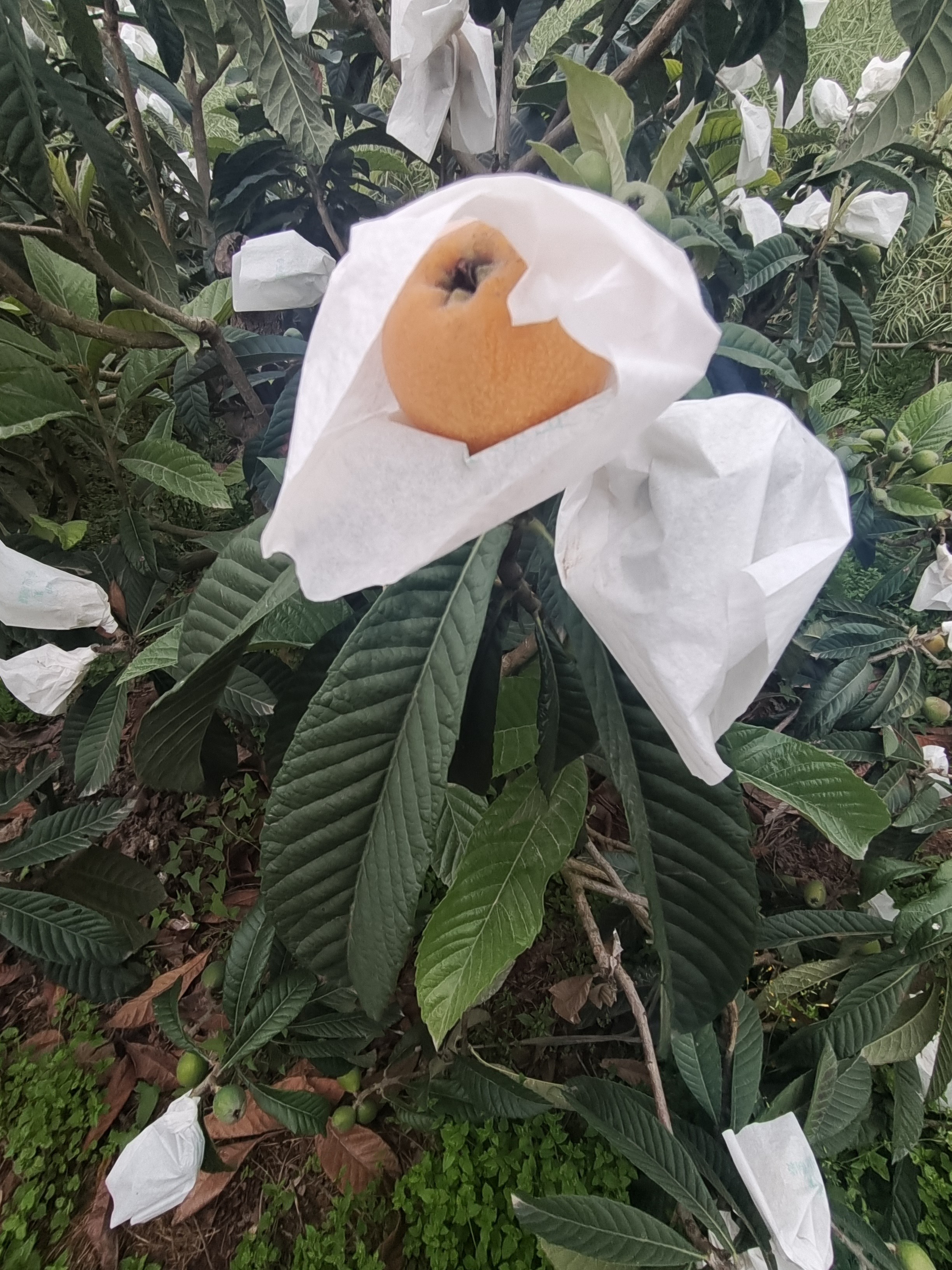 图片附件