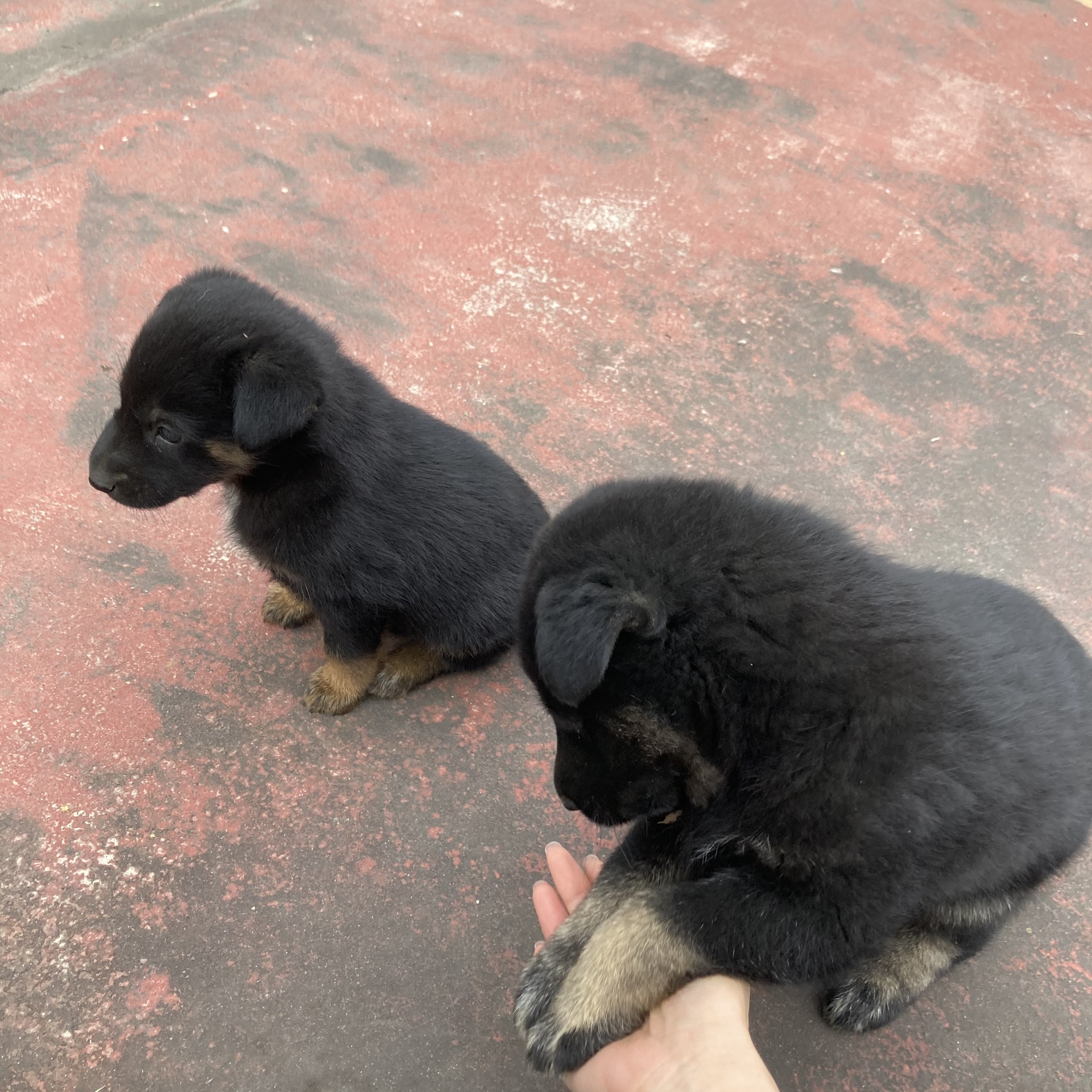 图片附件