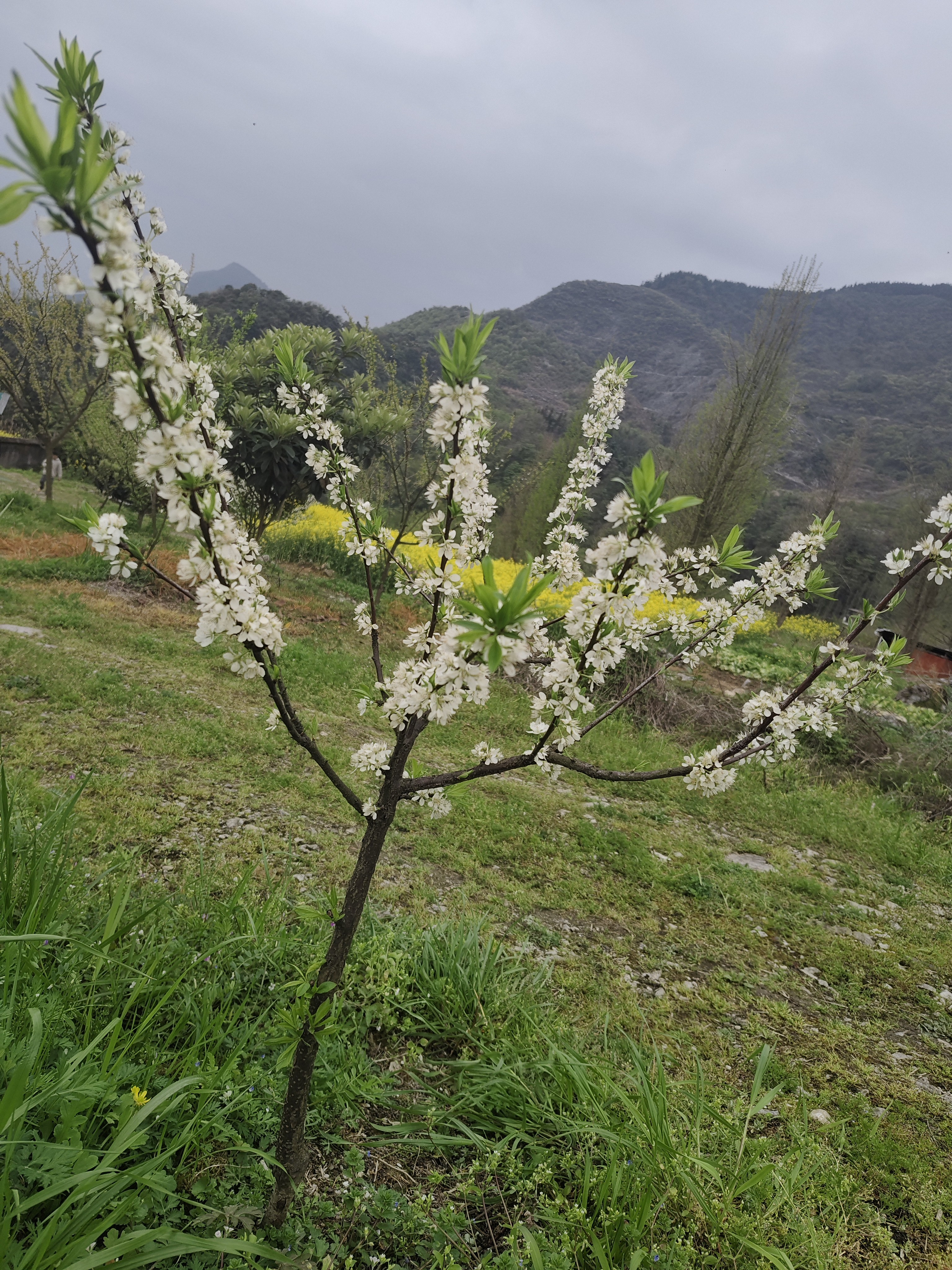 图片附件