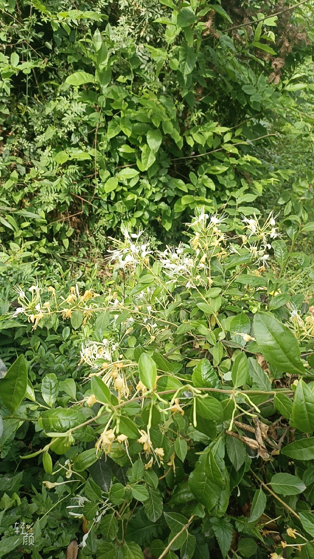 图片附件
