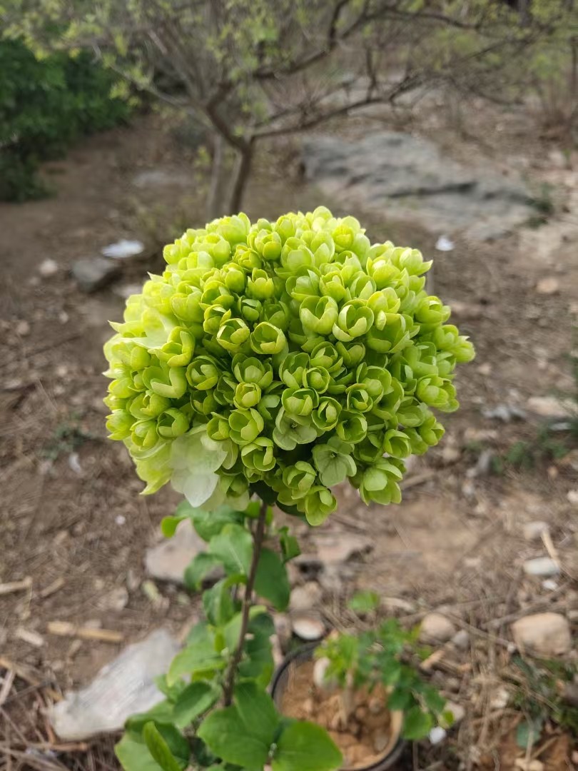 图片附件