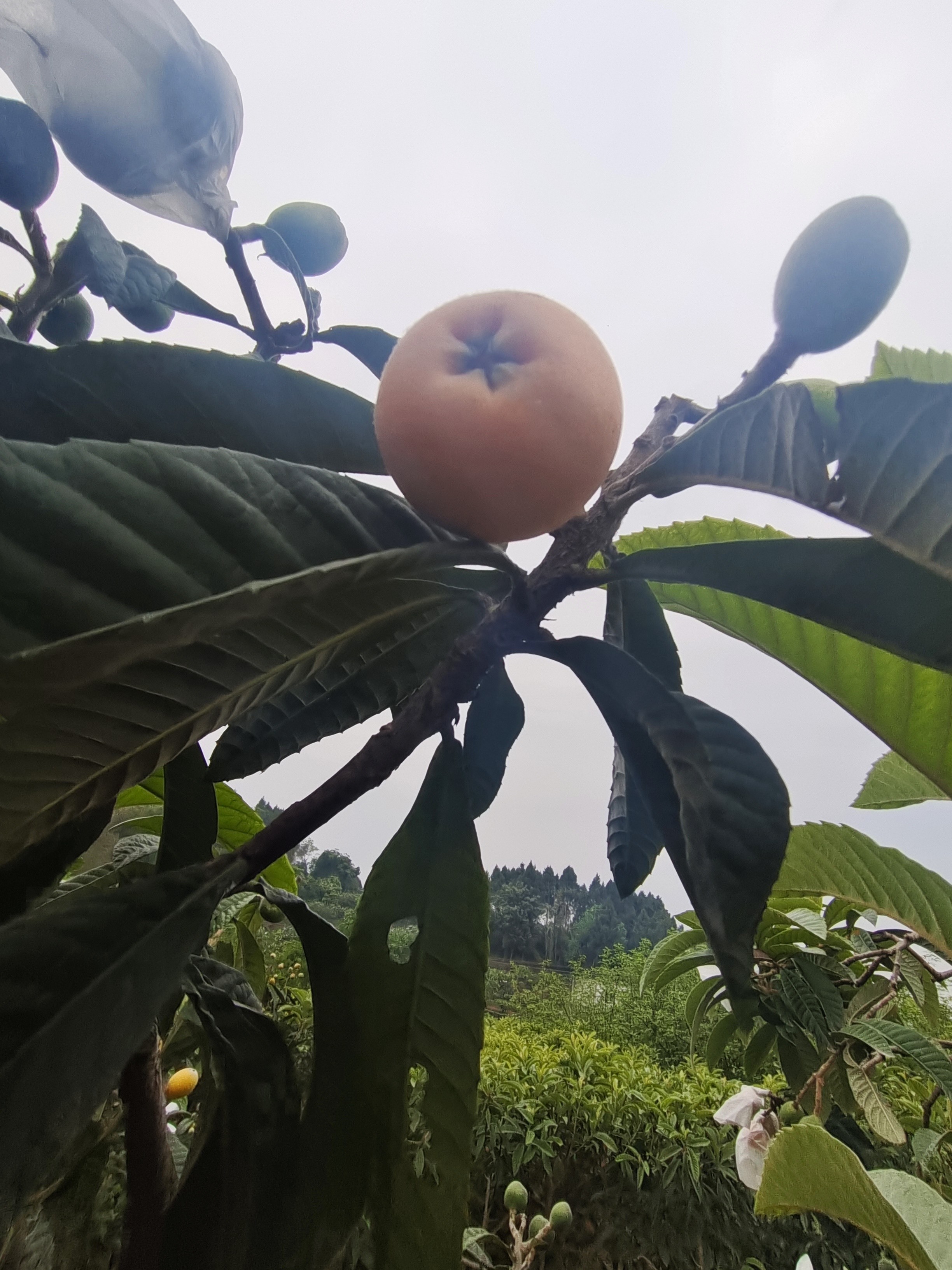图片附件