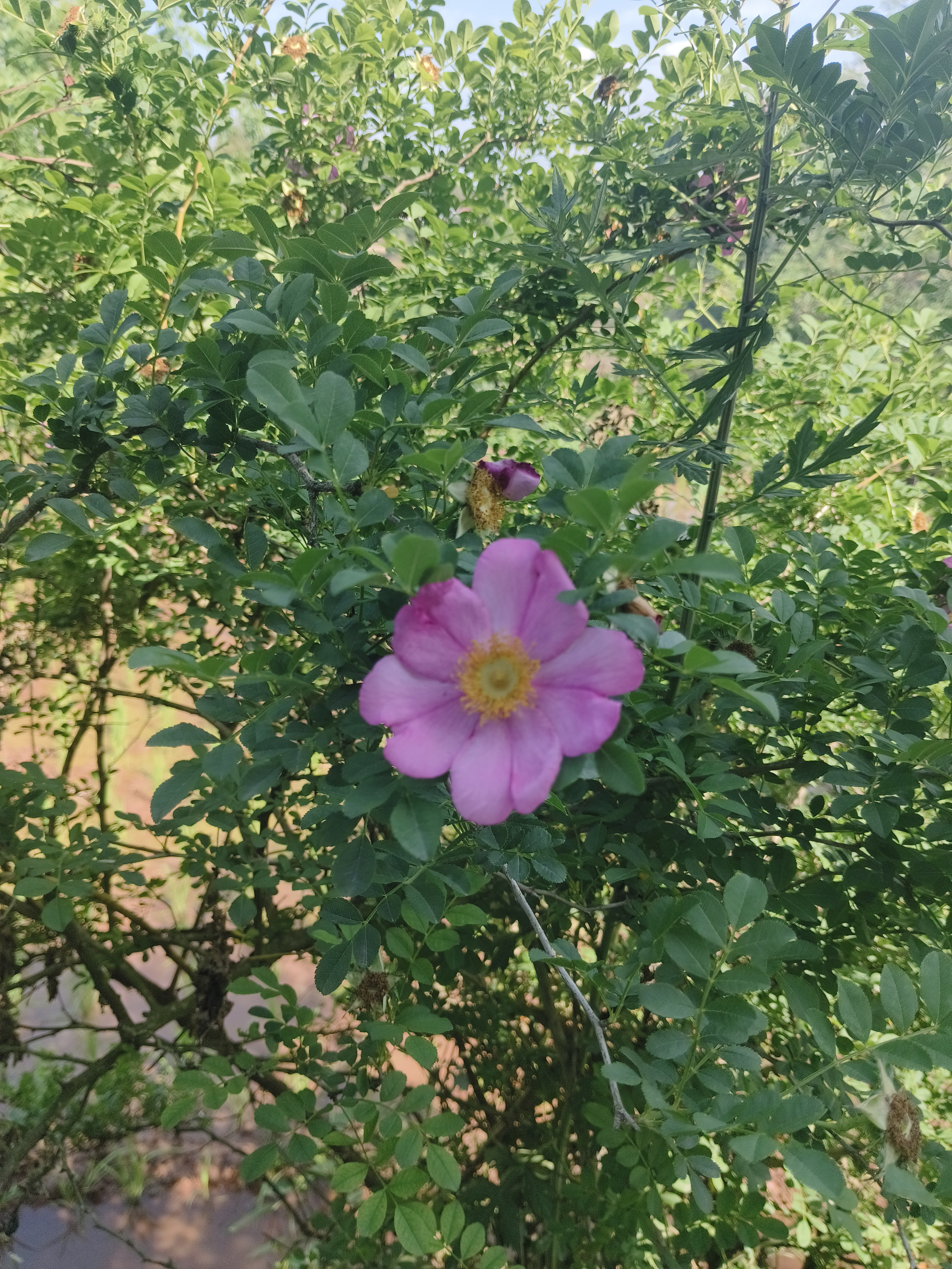 图片附件