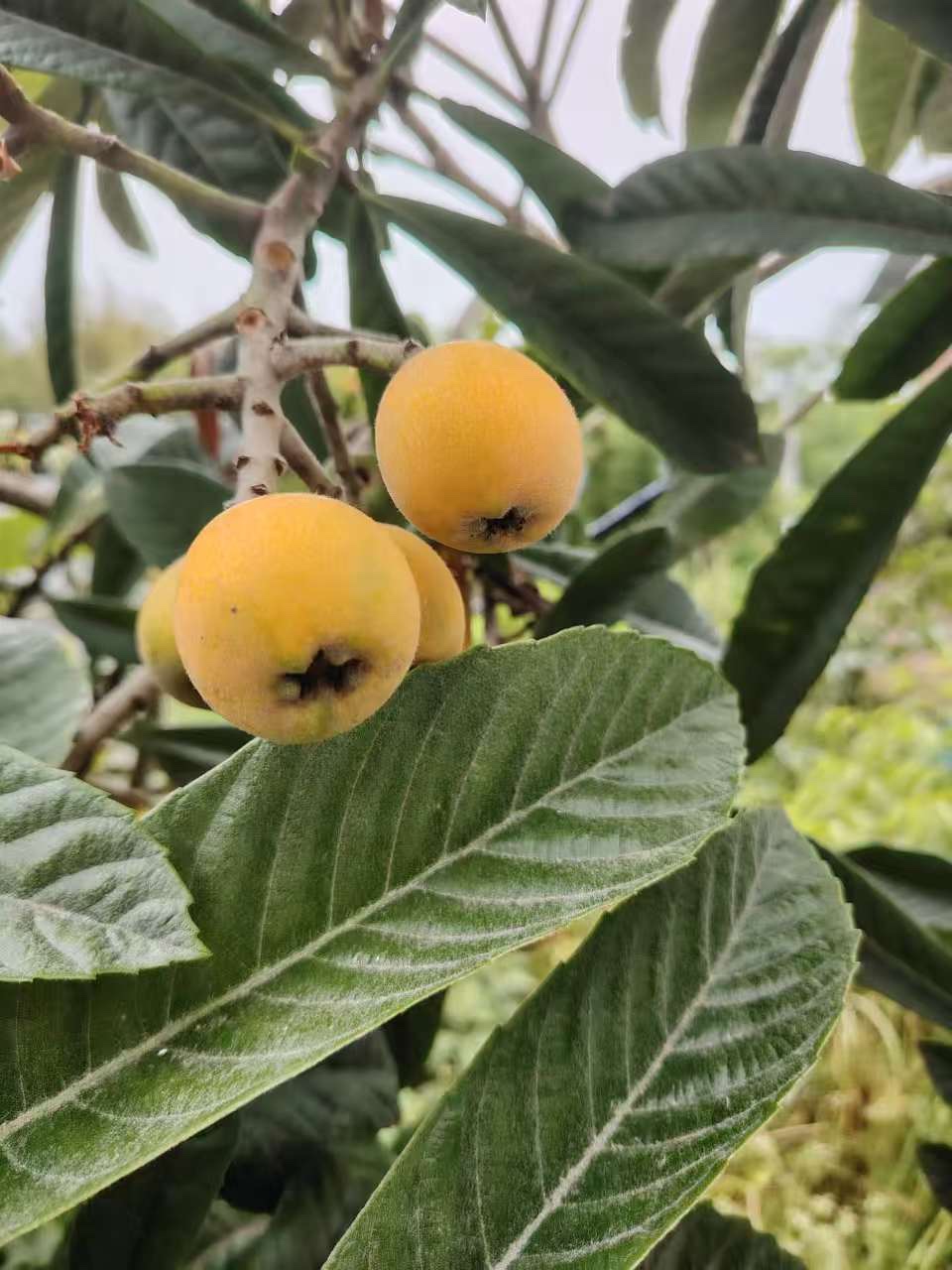 图片附件