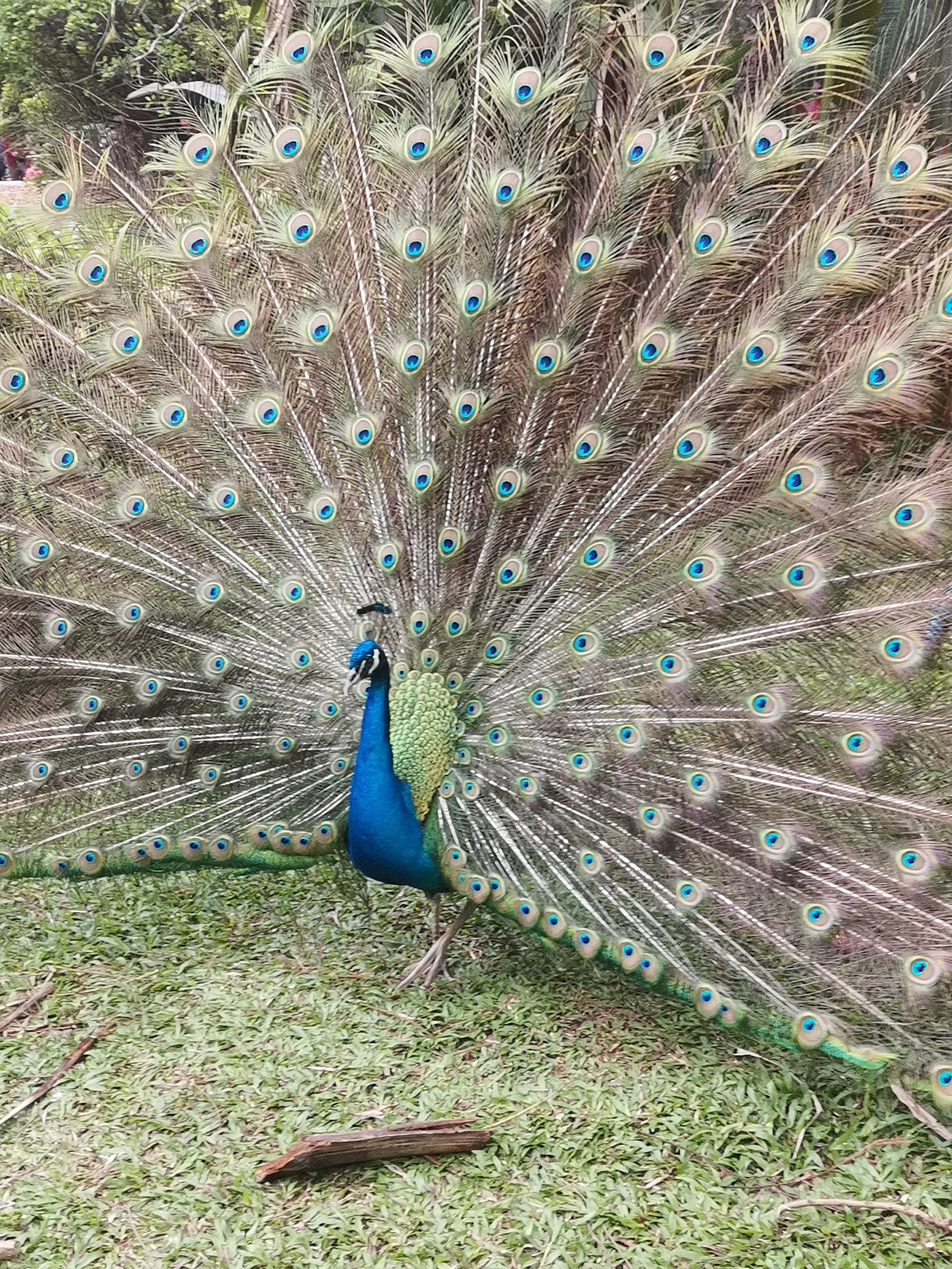 图片附件