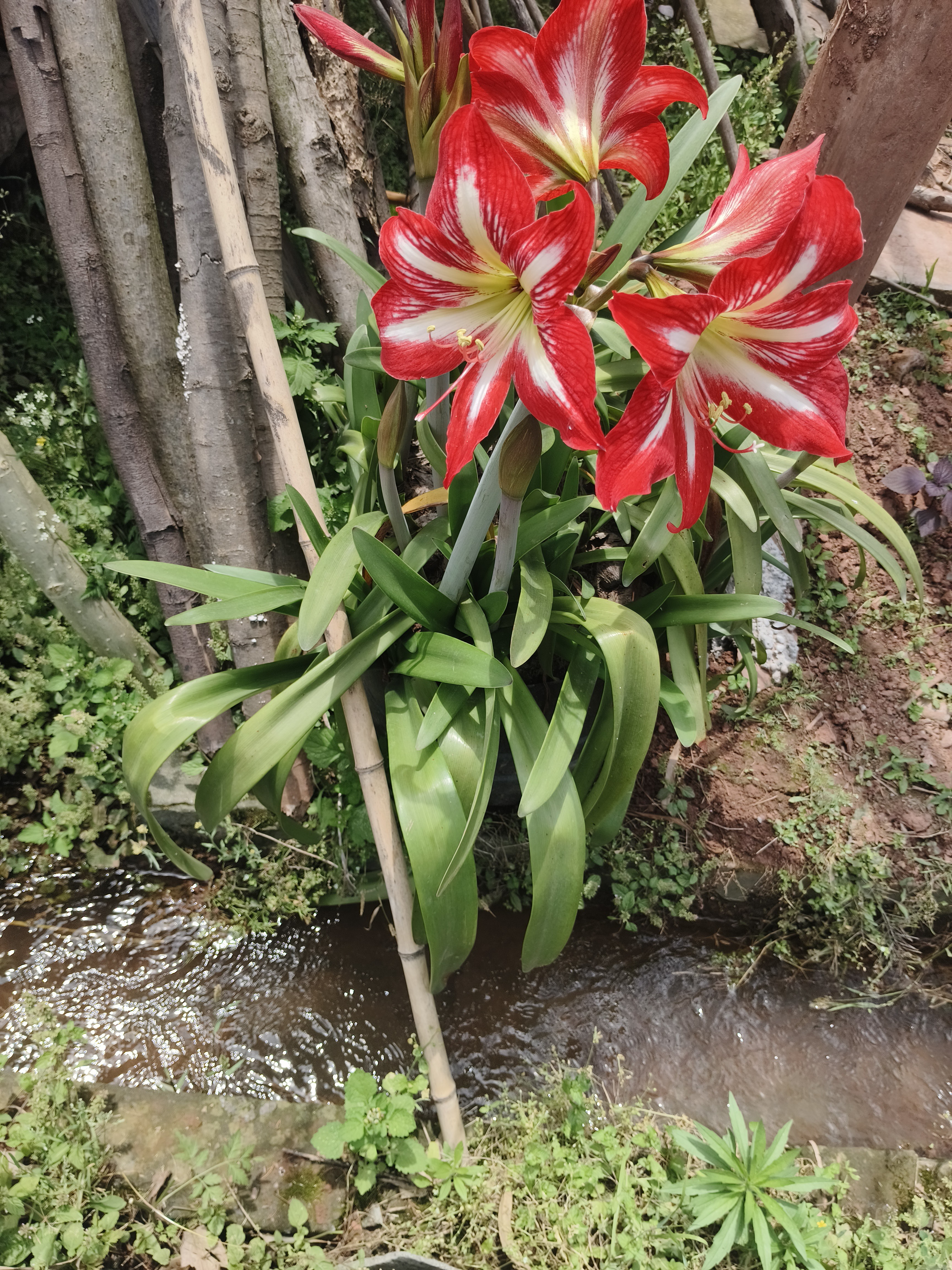 图片附件