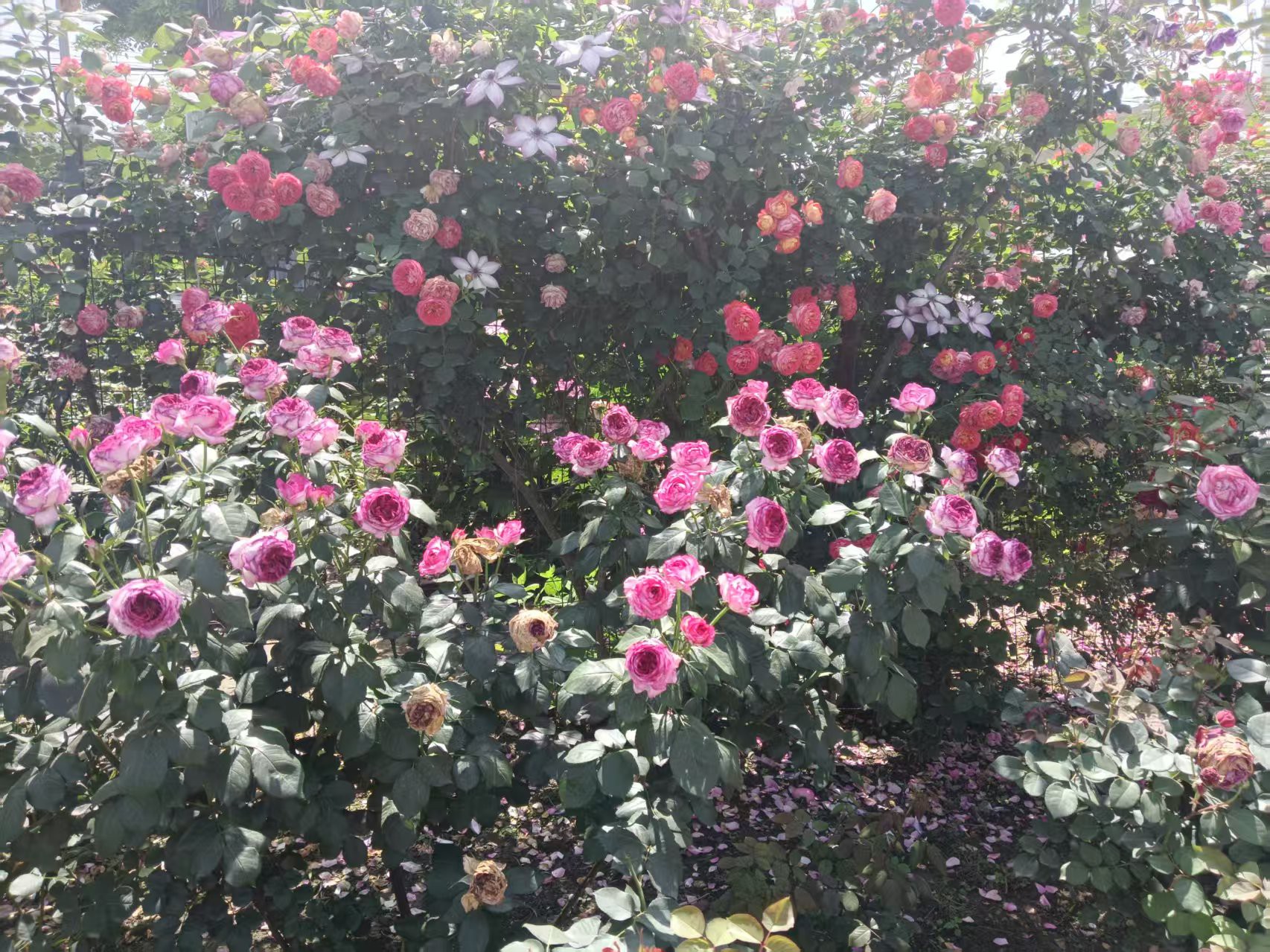 图片附件