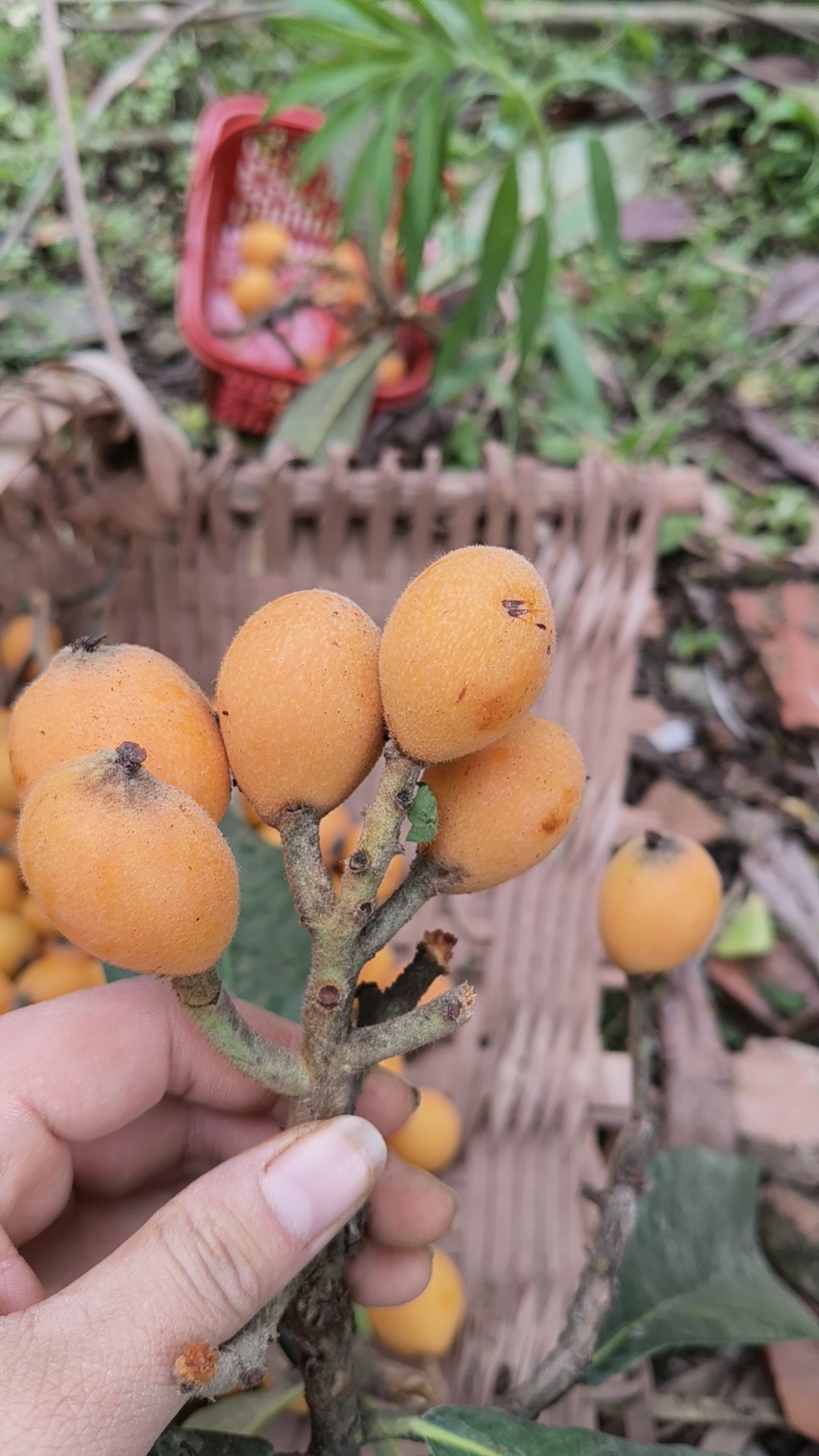 图片附件