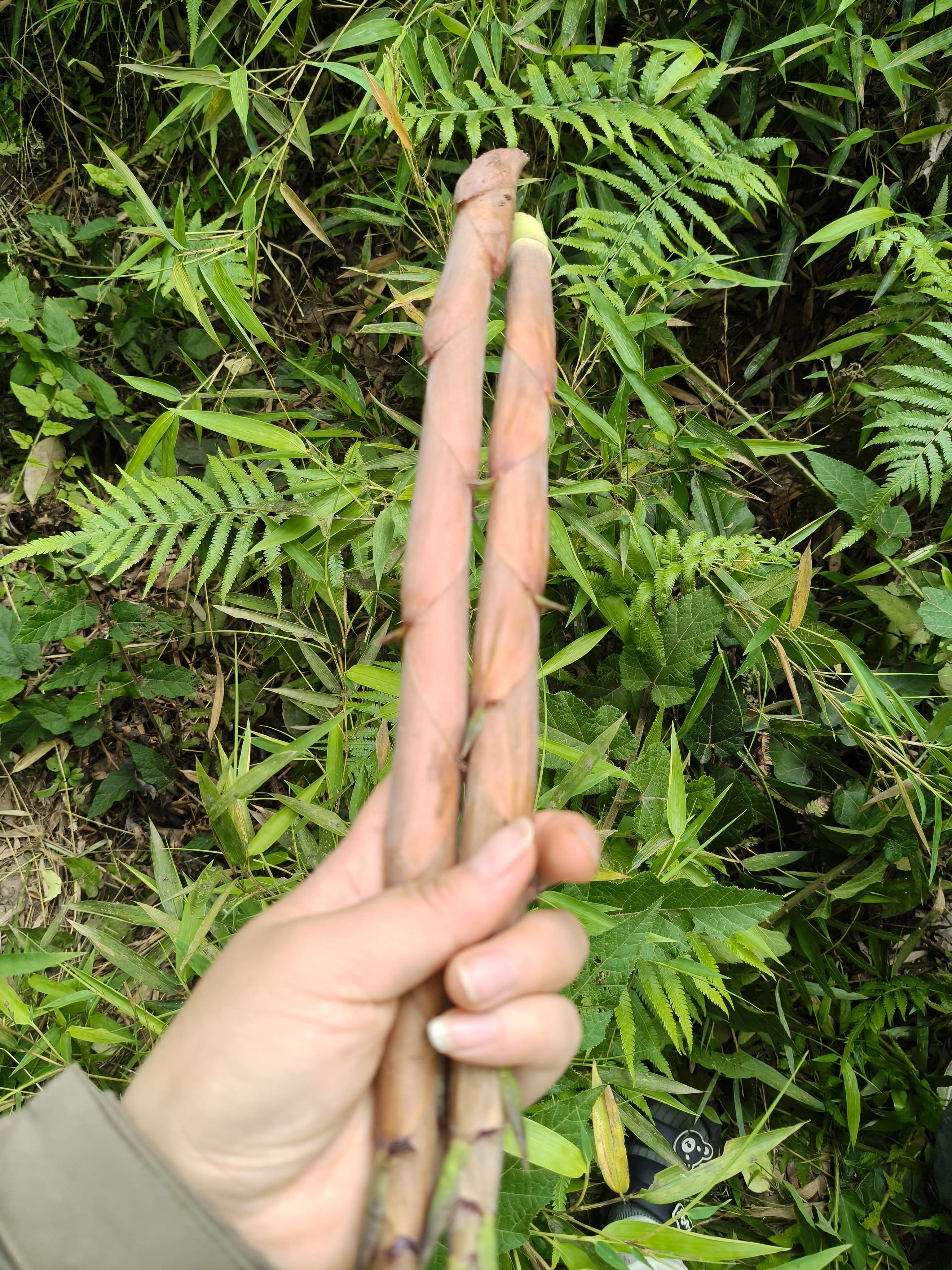 图片附件