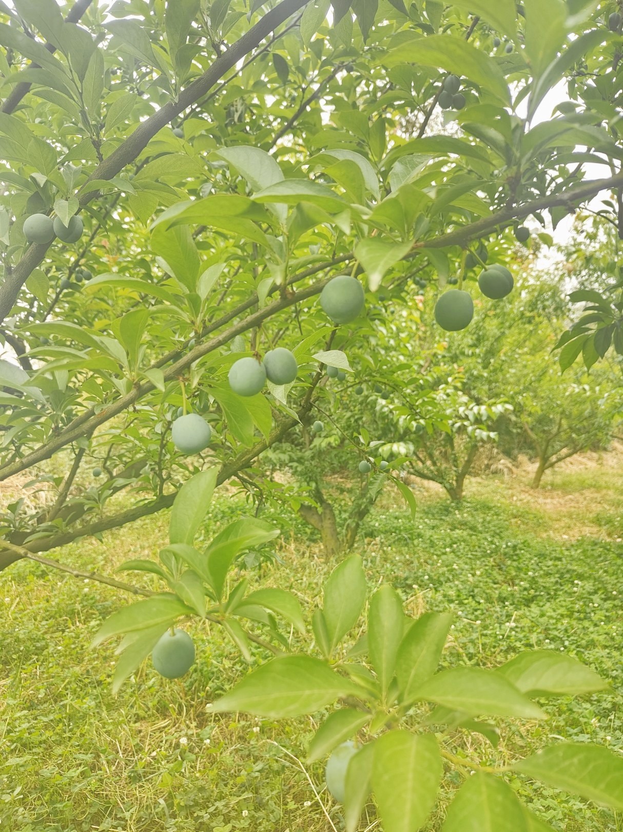 图片附件