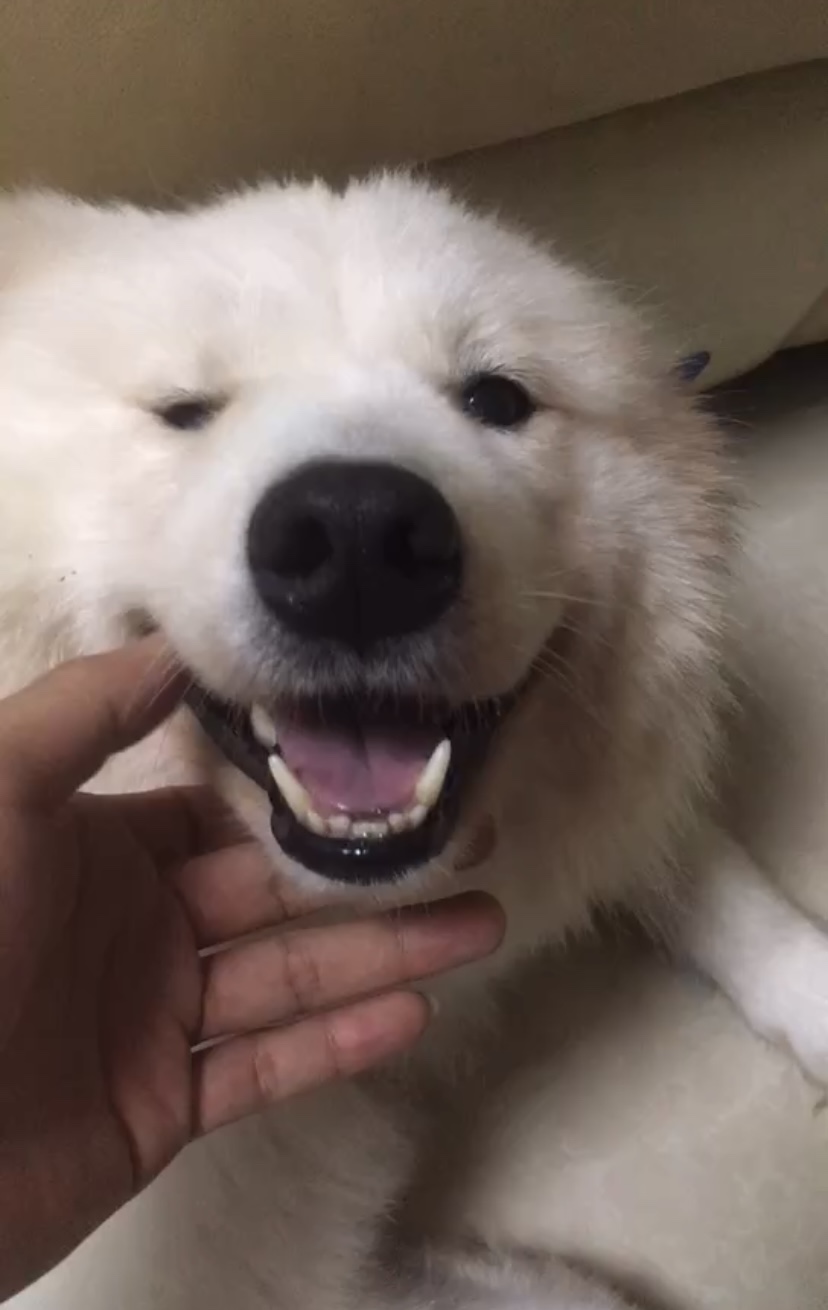 图片附件
