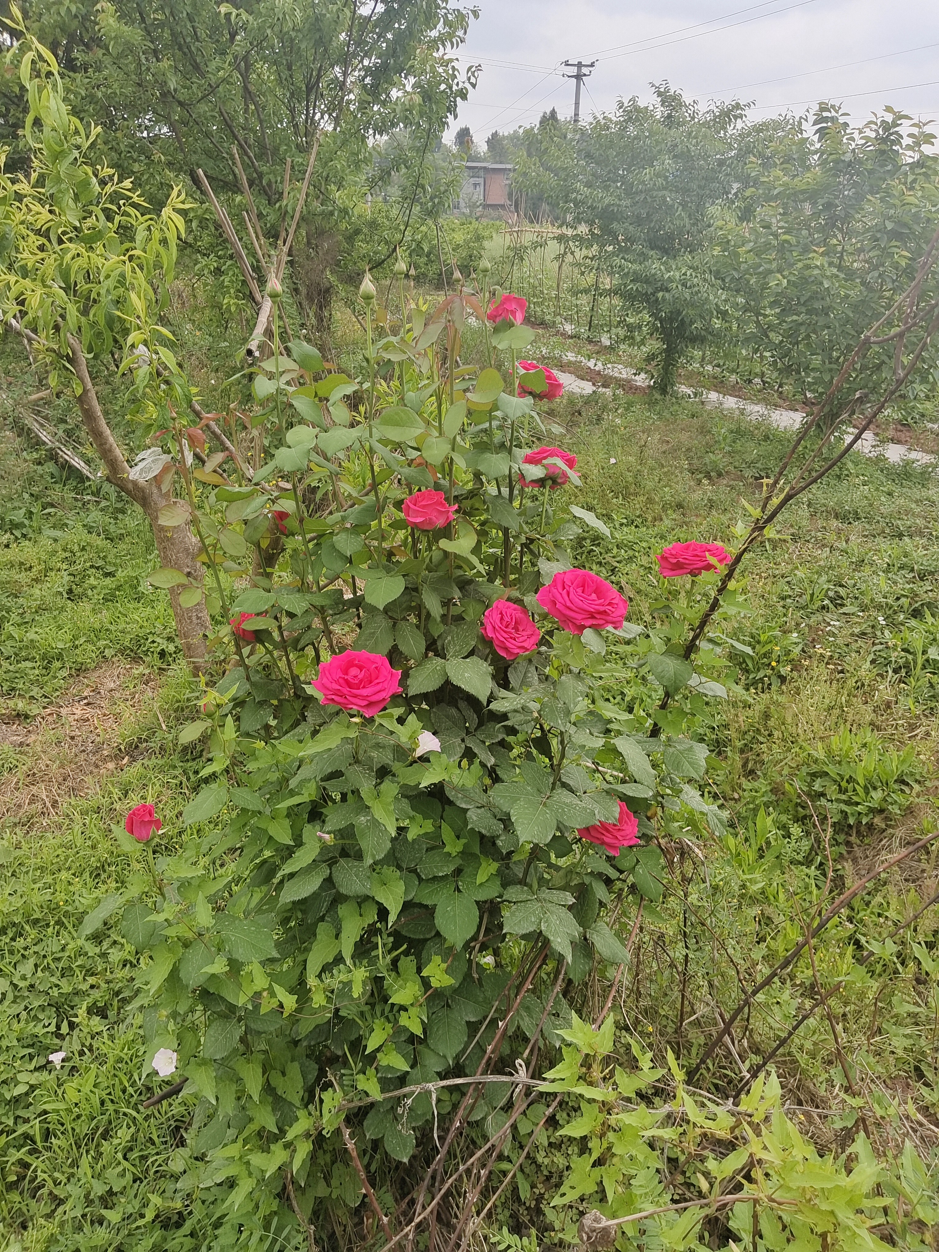 图片附件