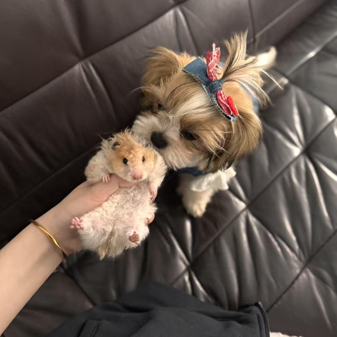 图片附件