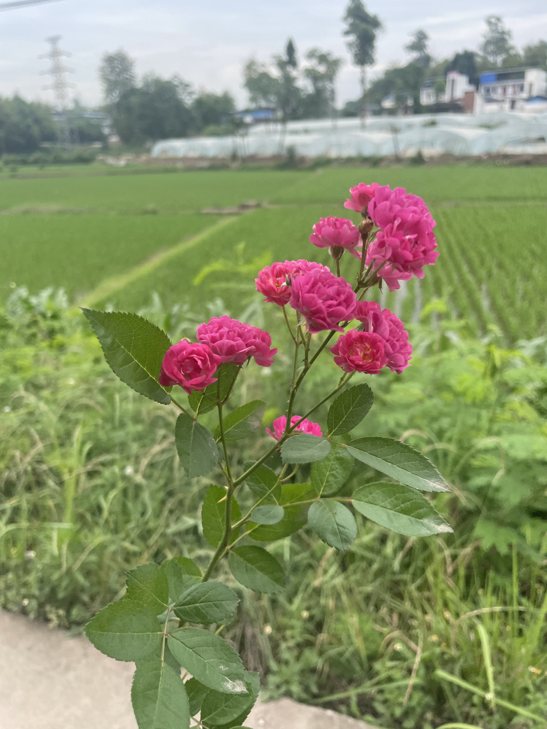 图片附件