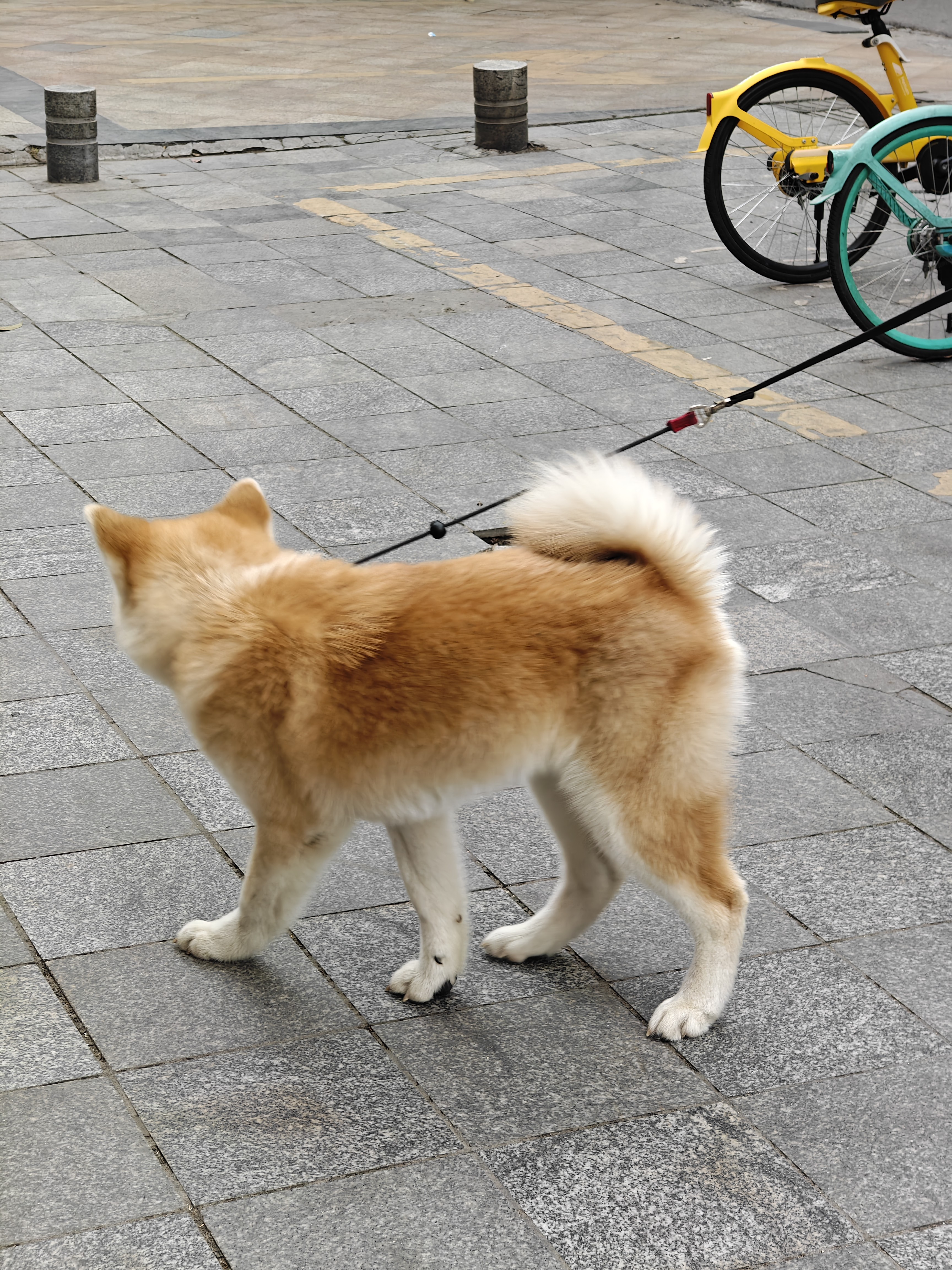 图片附件
